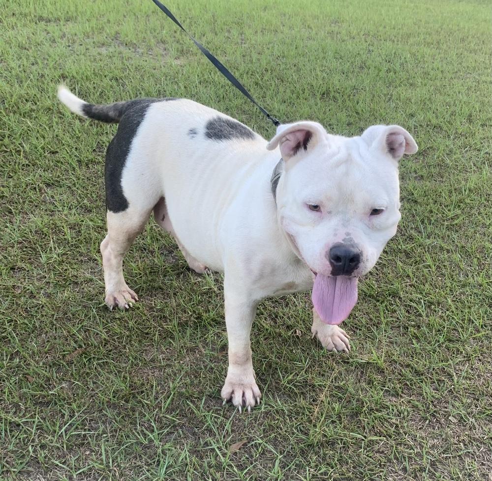 Evie Lee, a Adoptable American Bulldog in Troy, AL image 2/2