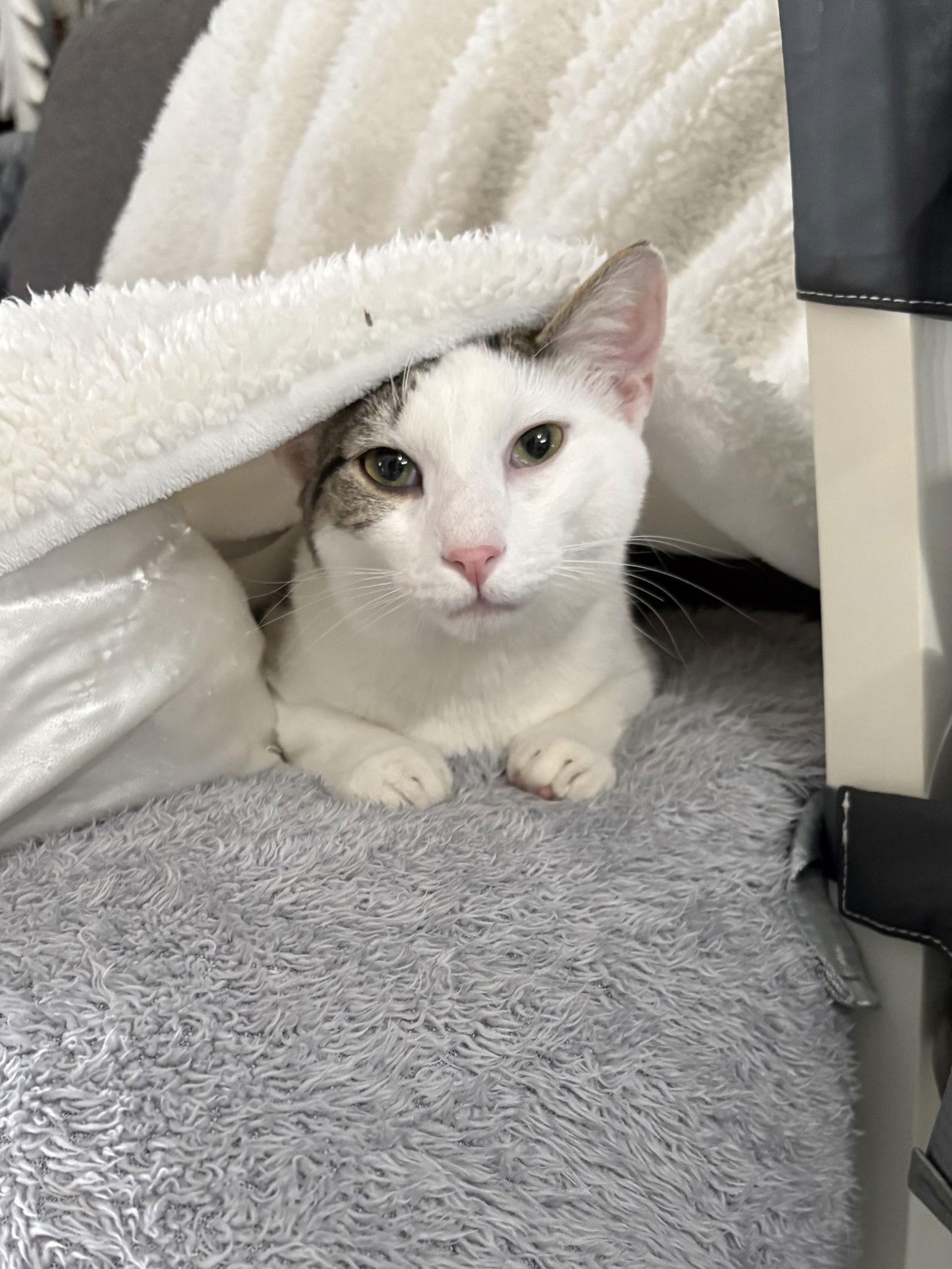 Archimedes, Adoptable, Young Male Domestic Short Hair & Tabby.