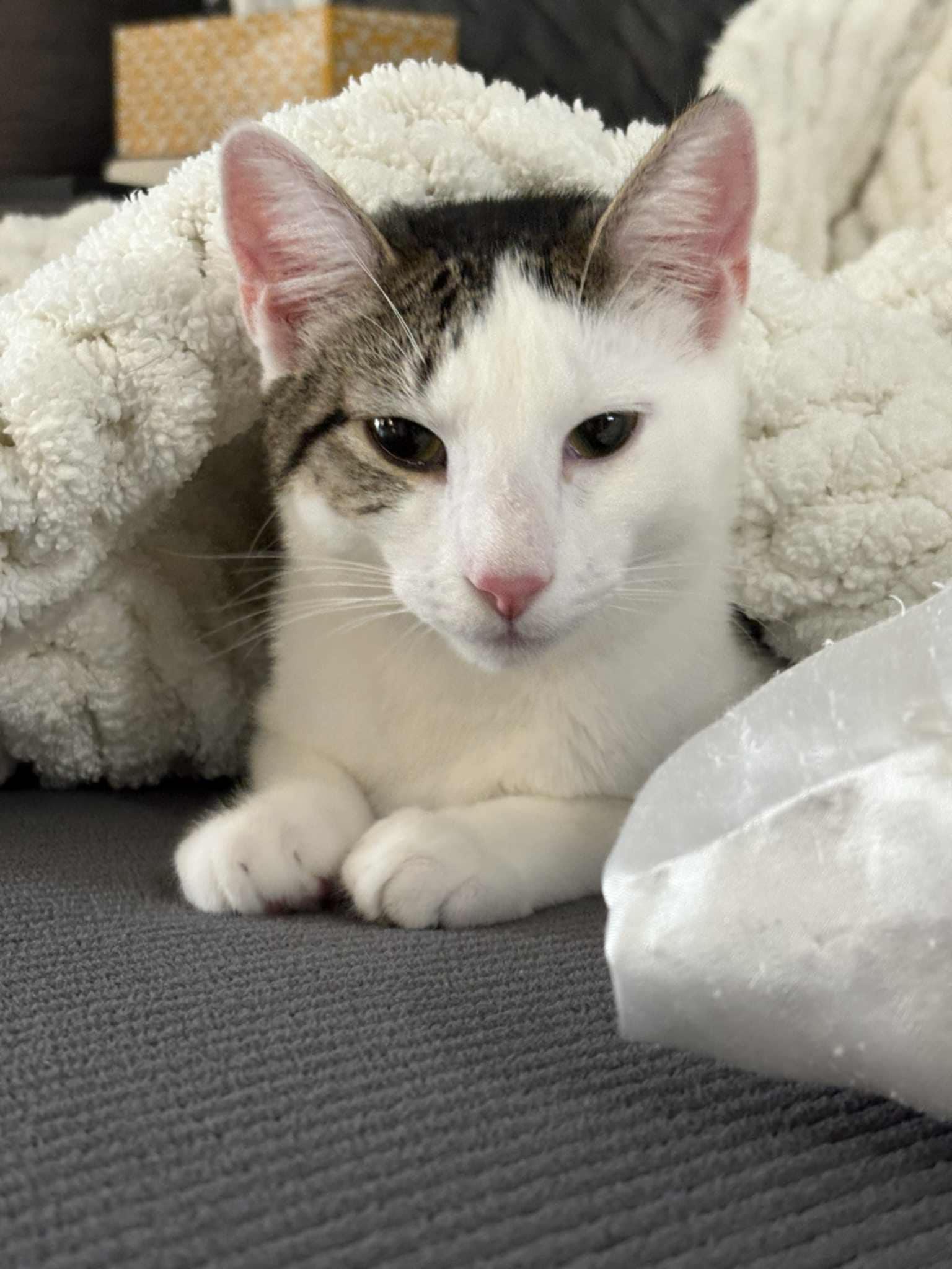 Enlarge Archimedes, a Adoptable mixed breed in Seaford, DE image 1/1