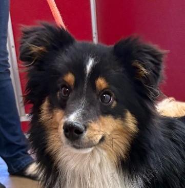 Enlarge Maxwell, a ADOPTABLE Shetland Sheepdog / Sheltie in Sterling, CO image 1/2