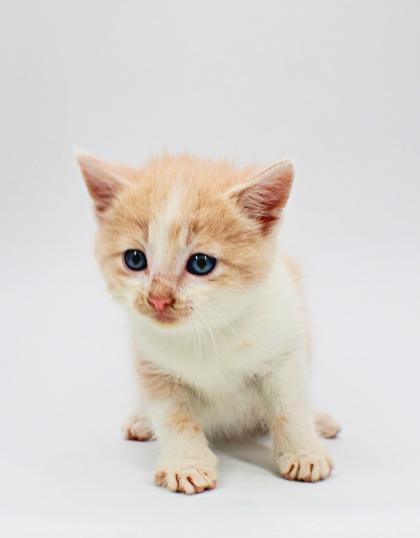 Tale, Adoptable, Kitten Male Domestic Short Hair & Domestic Short Hair.