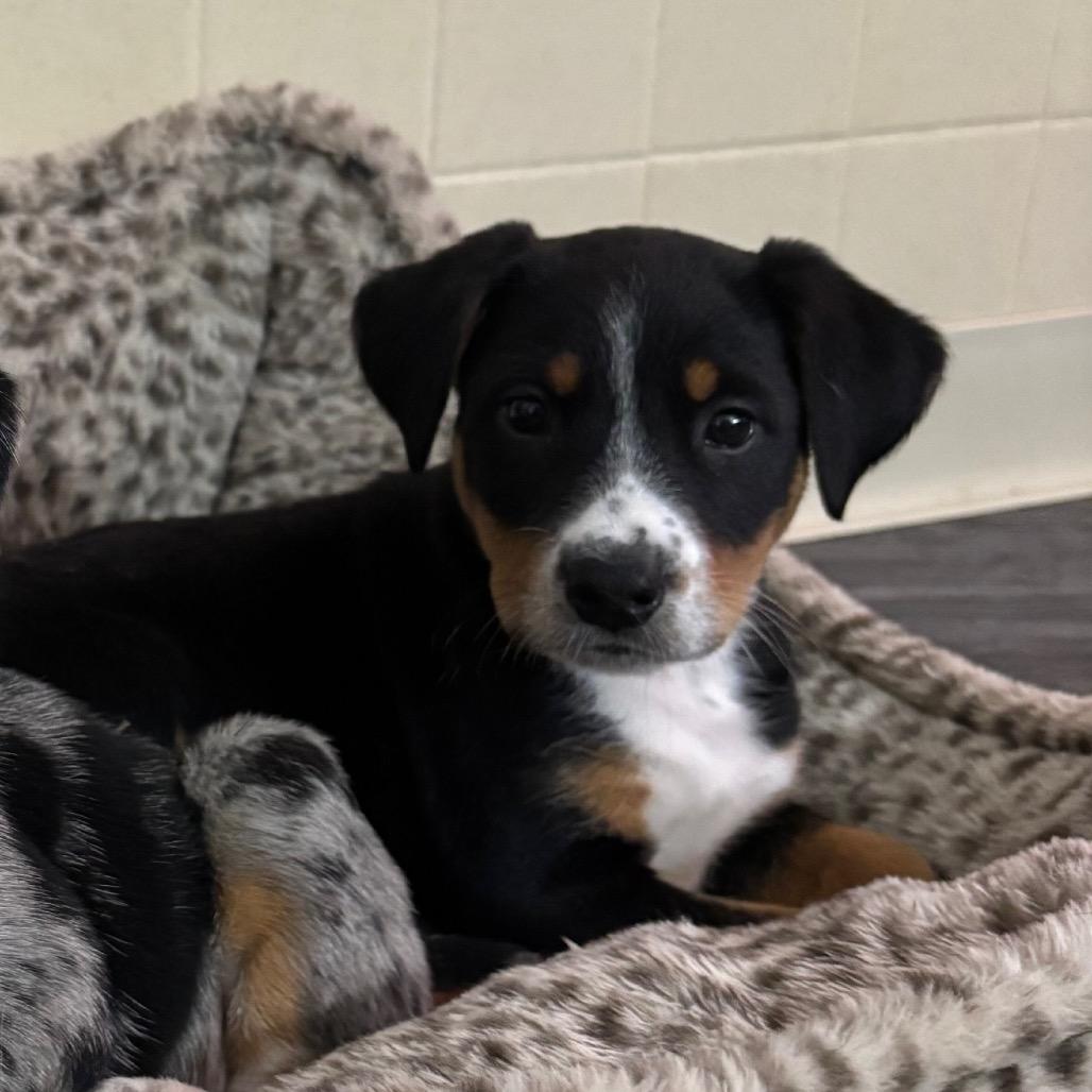 McDonalds(Micky), Adoptable, Puppy Male Australian Shepherd & Bluetick Coonhound.