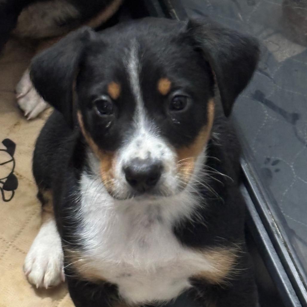 Enlarge McDonalds(Micky), a Adoptable mixed breed in St. Charles, MO image 2/2