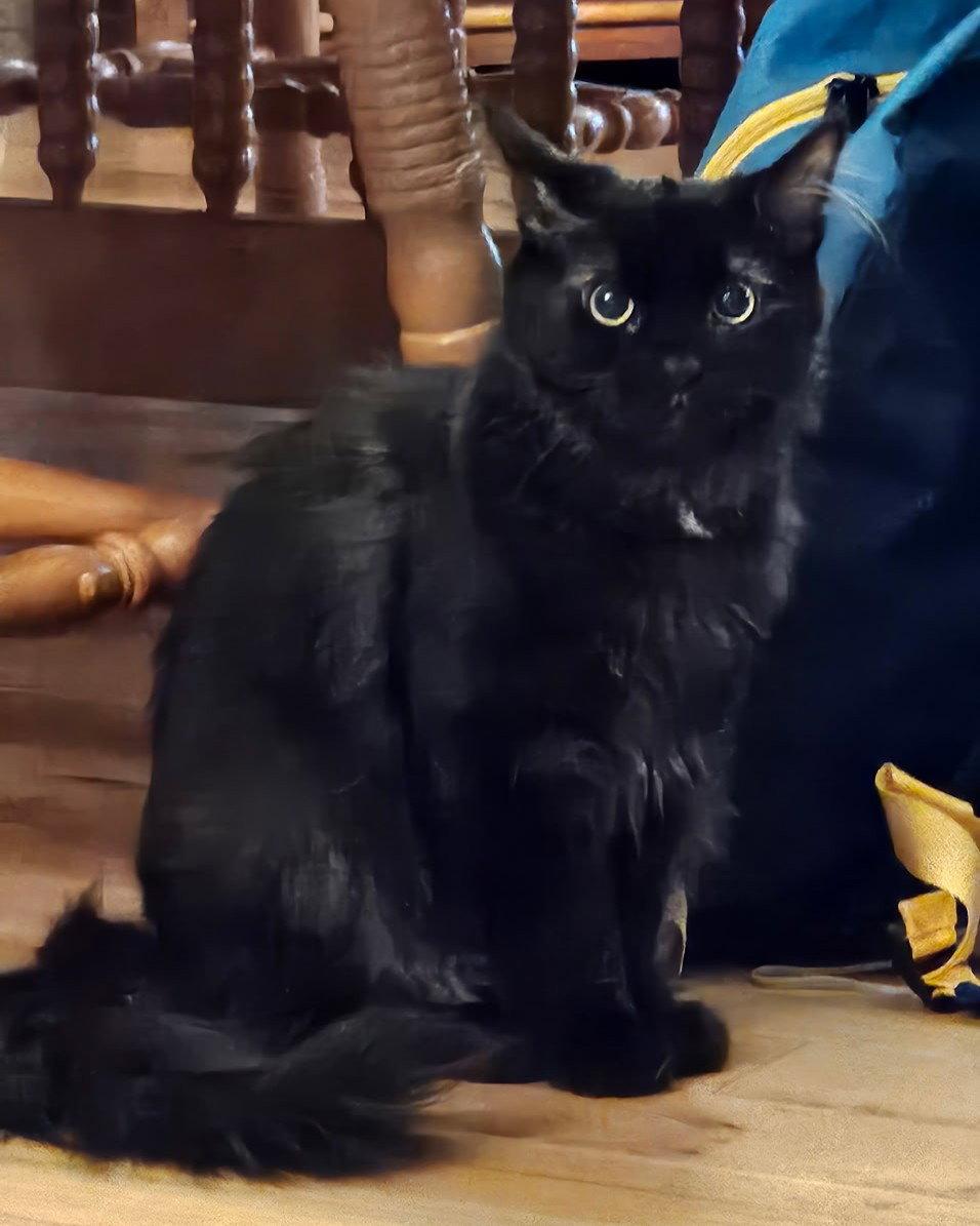 Enlarge Storm, a Adopted Domestic Medium Hair in Blairsville, GA image 2/2