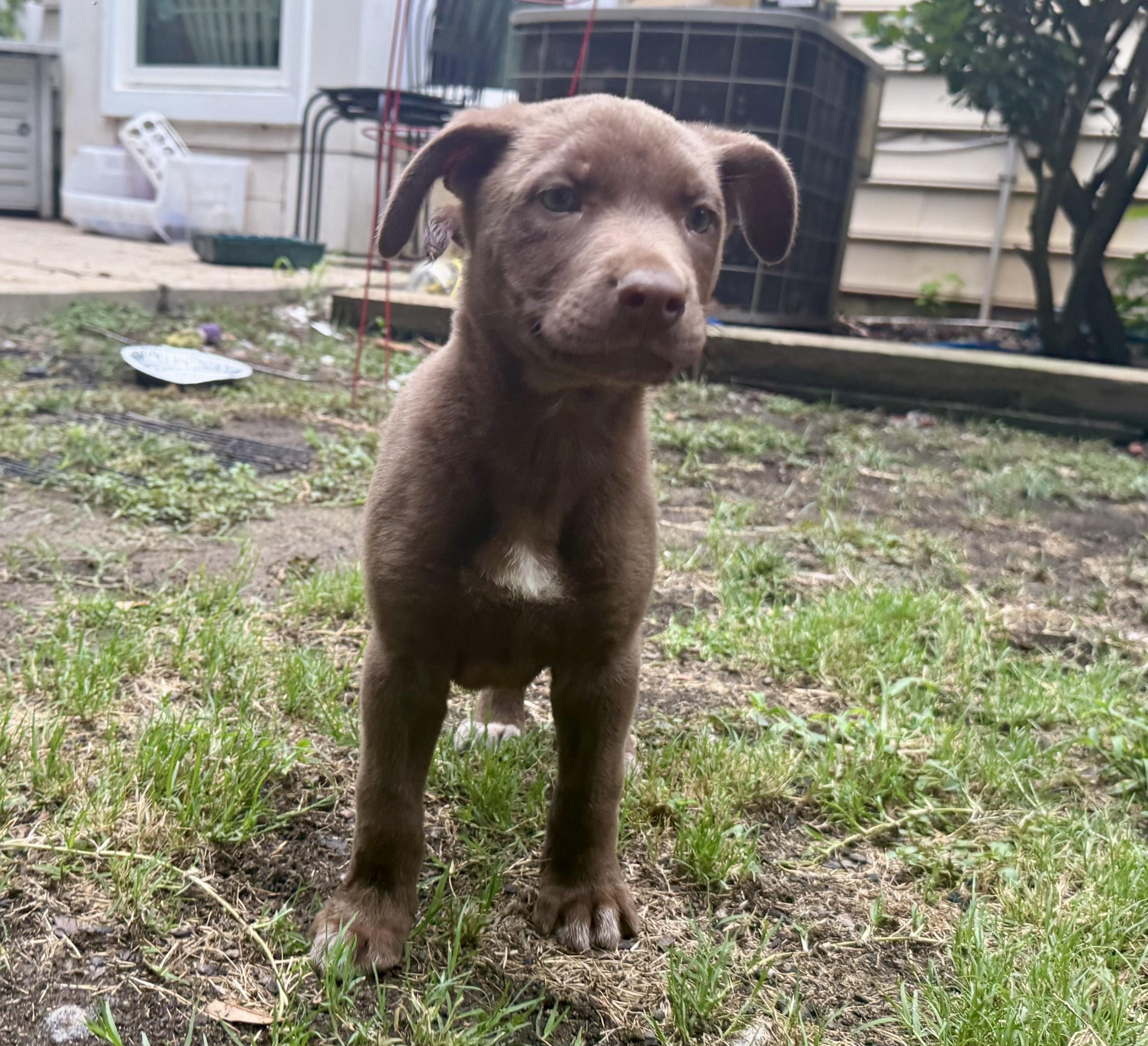 Enlarge Frenchie, a Adopted mixed breed in Charlotte, NC image 2/6