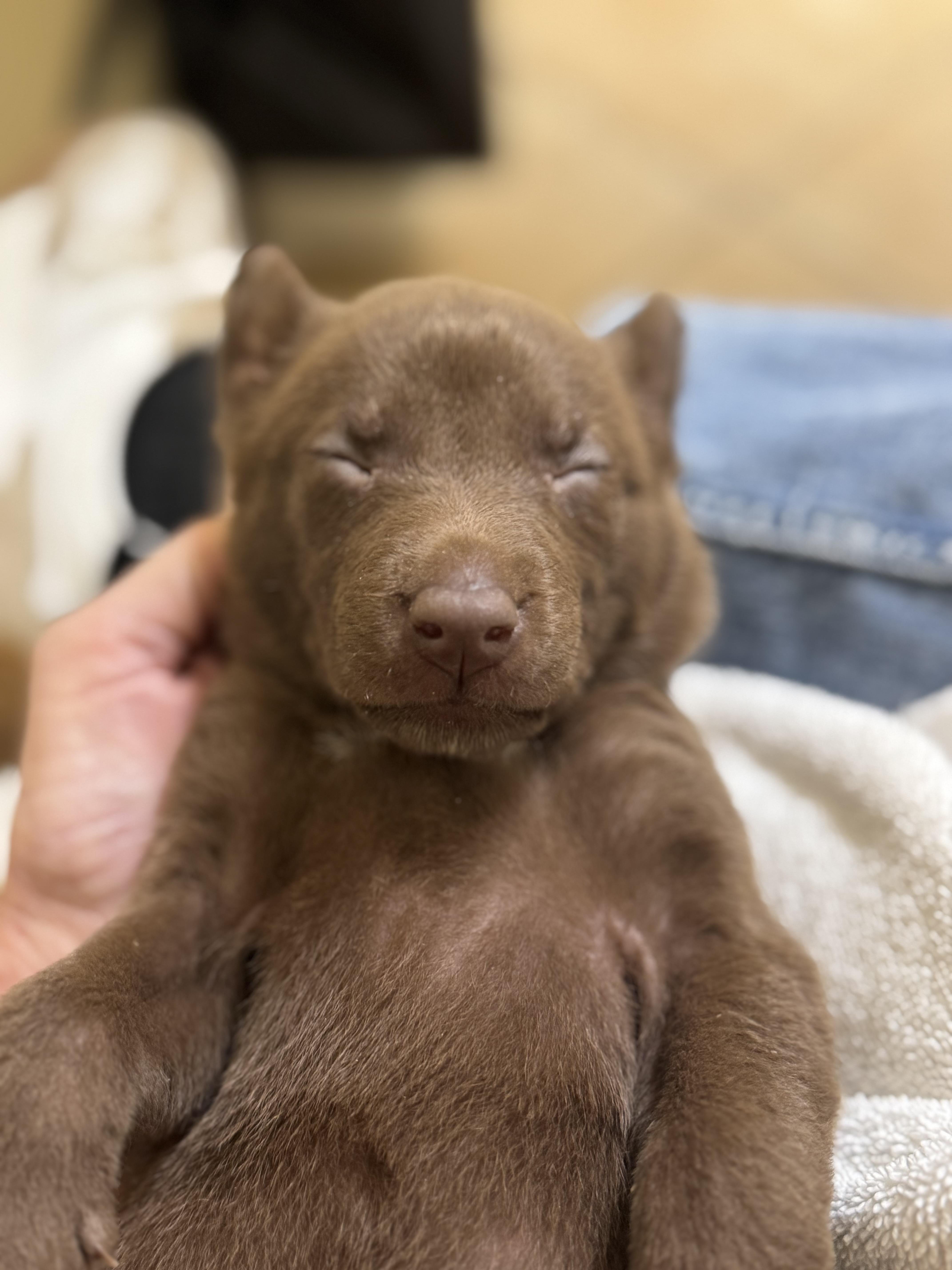 Enlarge Frenchie, a Adopted mixed breed in Charlotte, NC image 6/6