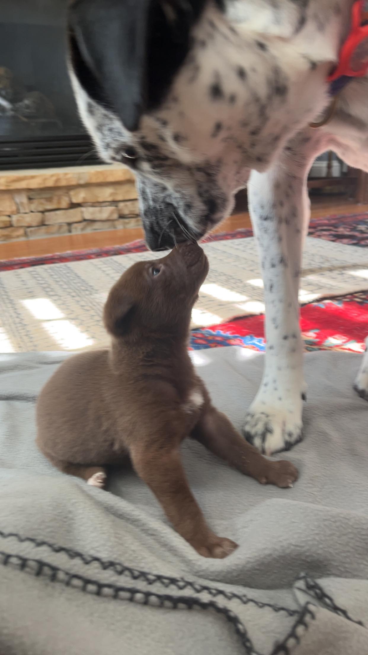 Enlarge Frenchie, a Adopted mixed breed in Charlotte, NC image 5/6