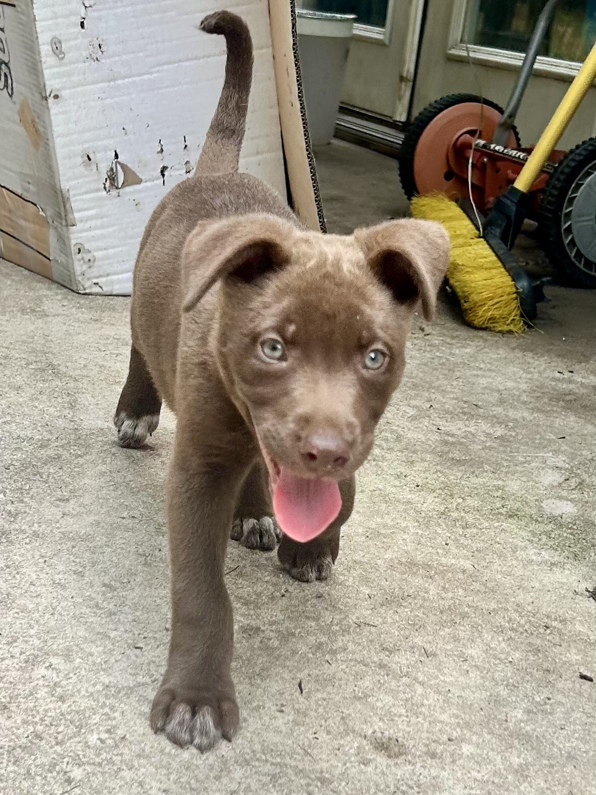 Enlarge Frenchie, a Adopted mixed breed in Charlotte, NC image 3/6