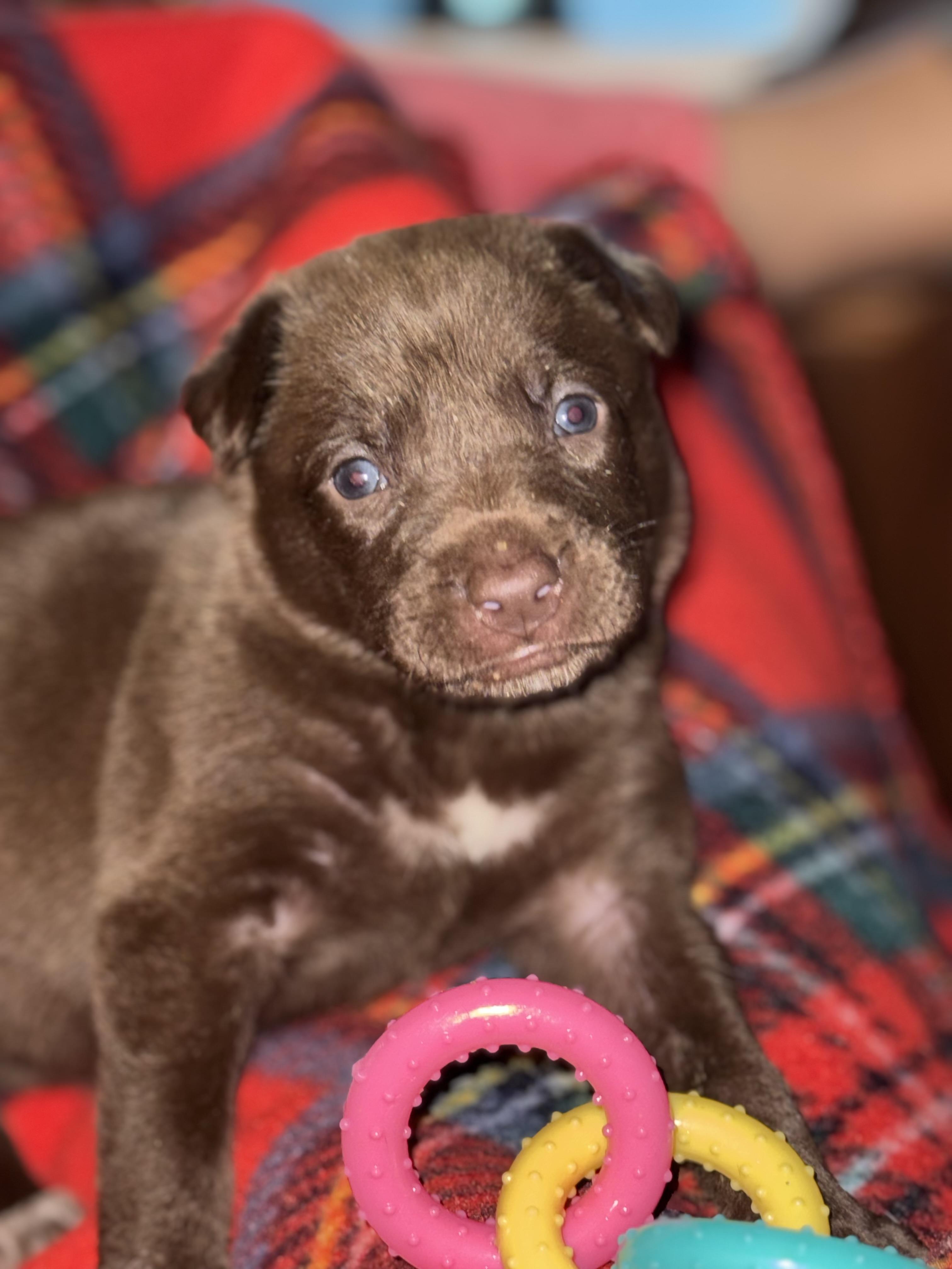 Enlarge Frenchie, a Adopted mixed breed in Charlotte, NC image 4/6