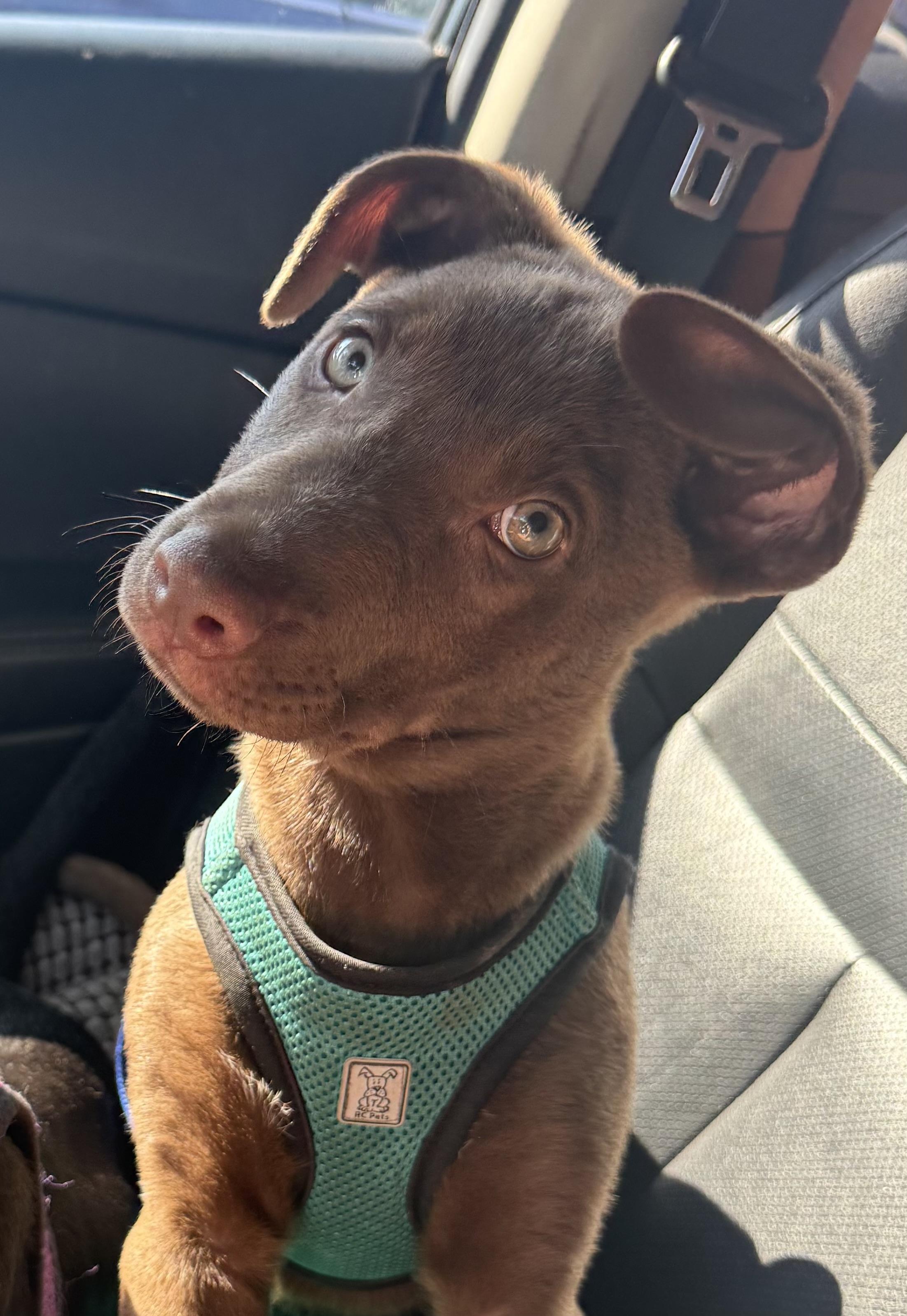 Frenchie, Adopted, Puppy Female Mixed Breed.