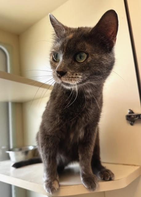Salida, an adoptable Domestic Short Hair in Buena Vista, CO, 81211 | Photo Image 2