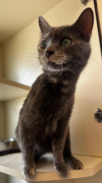 Salida, an adoptable Domestic Short Hair in Buena Vista, CO, 81211 | Photo Image 3