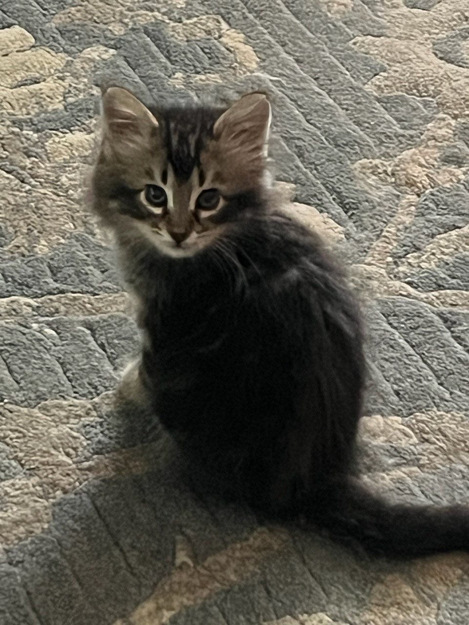 Farrah, Adopted, Kitten Female Domestic Long Hair.