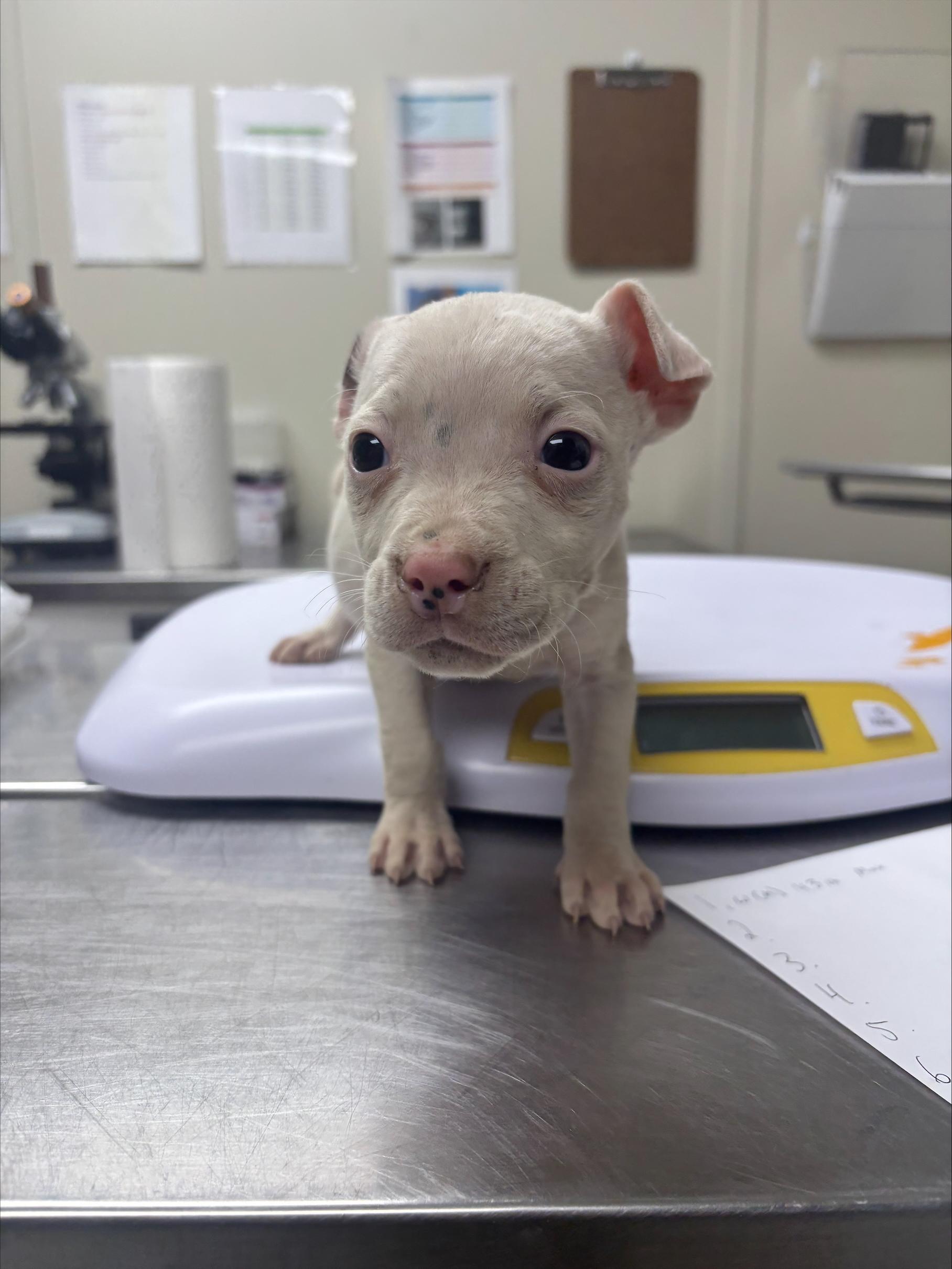 Max, ADOPTABLE, Puppy Male Terrier.