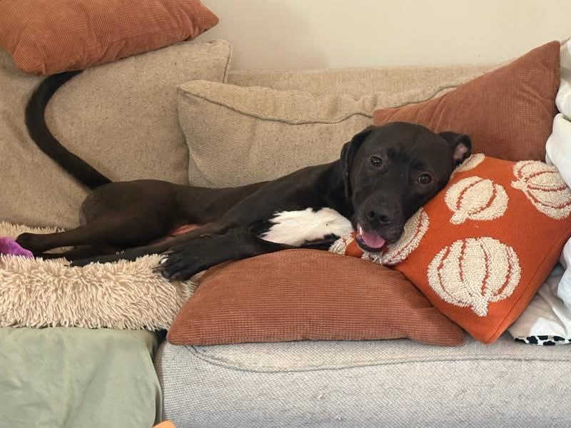 Enlarge Loki , a ADOPTABLE mixed breed in Woodbury, NJ image 2/3