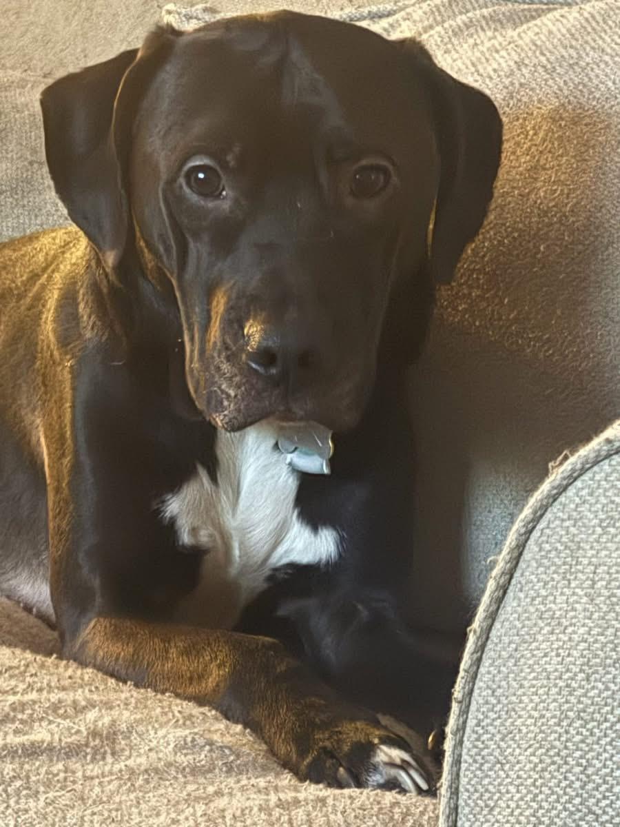 Loki , ADOPTABLE, Young Male Boxer & Labrador Retriever.