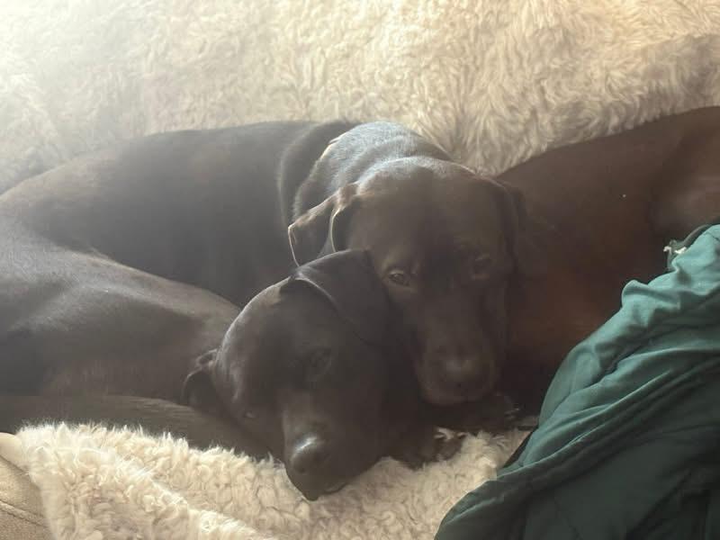 Enlarge Loki , a ADOPTABLE mixed breed in Woodbury, NJ image 3/3