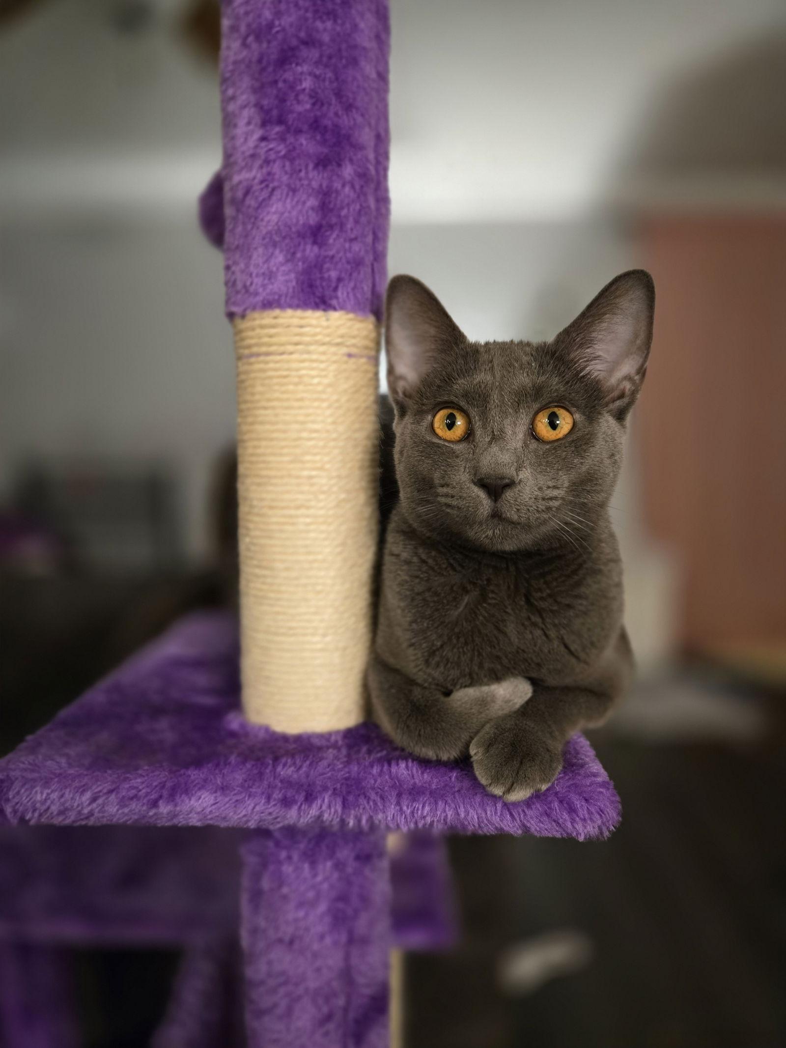 Enlarge Coco, a Adoptable Domestic Short Hair in Florence, KY image 1/3