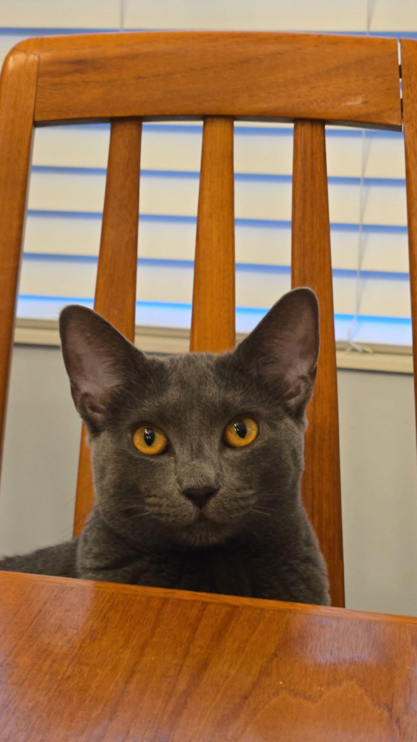 Enlarge Coco, a Adoptable Domestic Short Hair in Florence, KY image 2/3