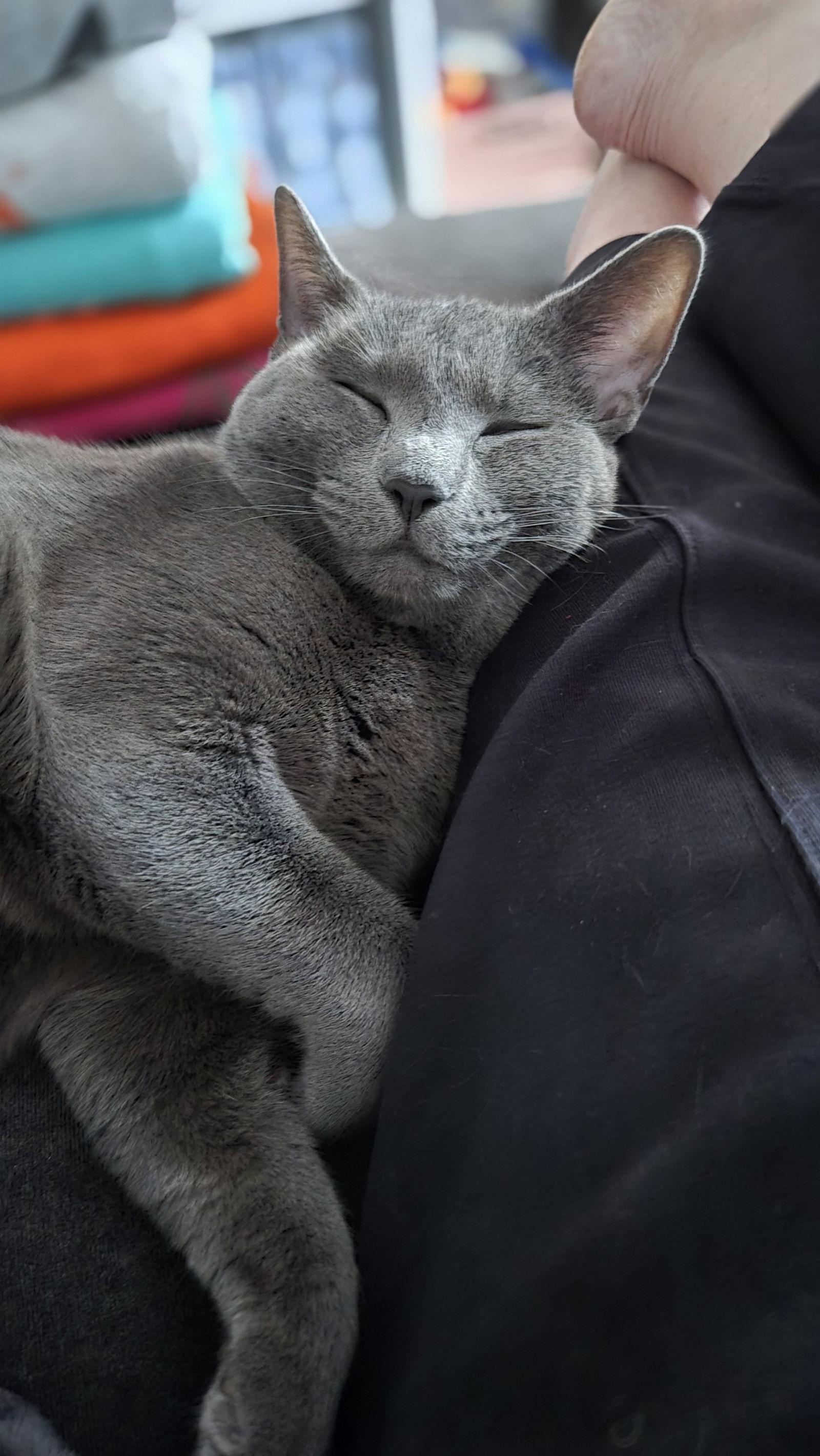 Coco, Adopted, Young Female Domestic Short Hair.