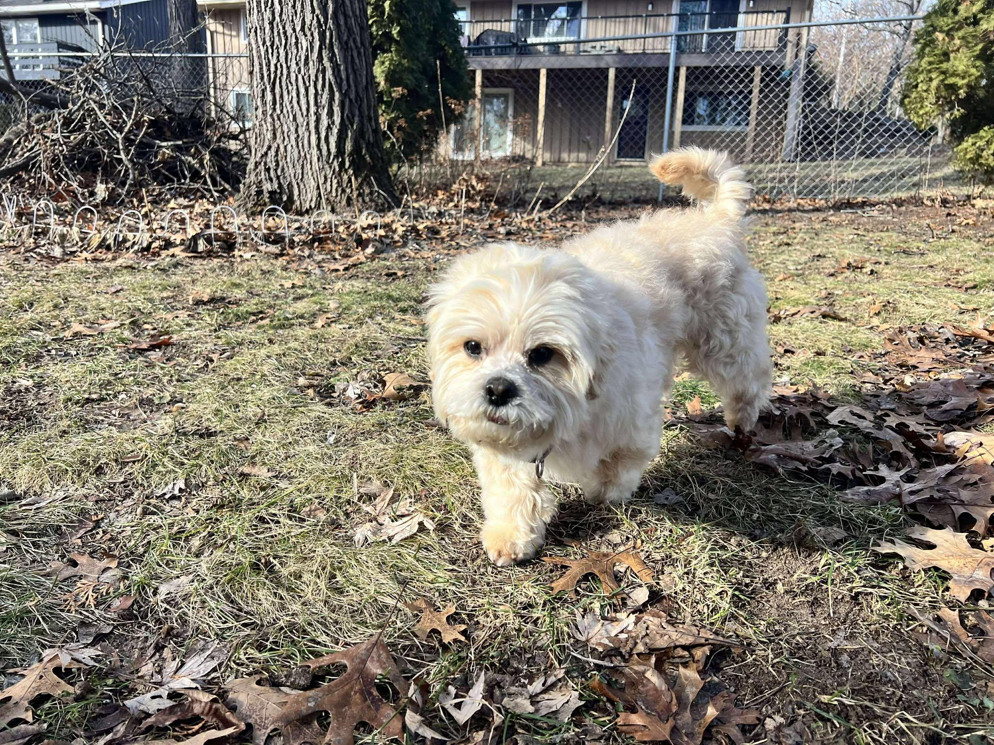 Enlarge Waffles, a ADOPTABLE Lhasa Apso in Whitewater, WI image 2/6