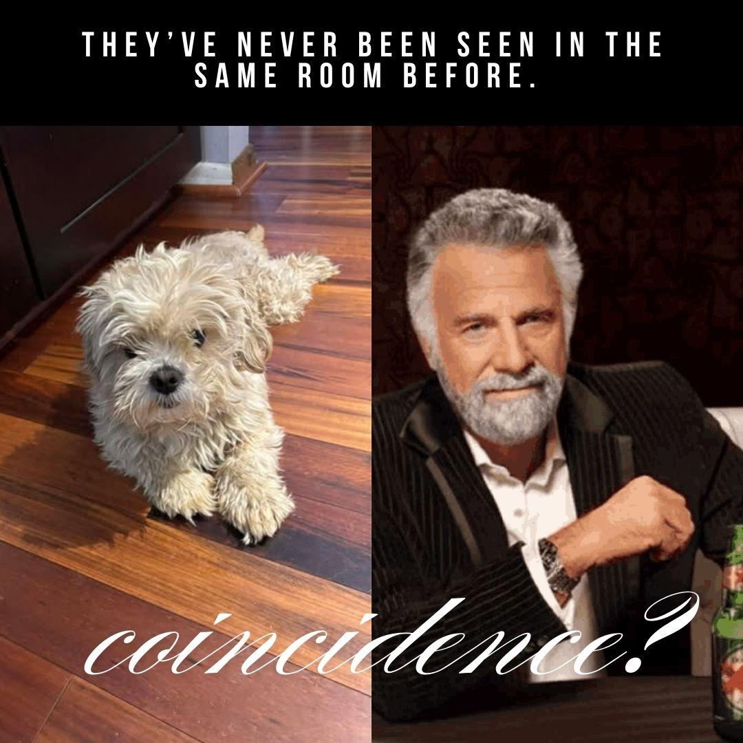 Enlarge Waffles, a ADOPTABLE Lhasa Apso in Whitewater, WI image 4/6