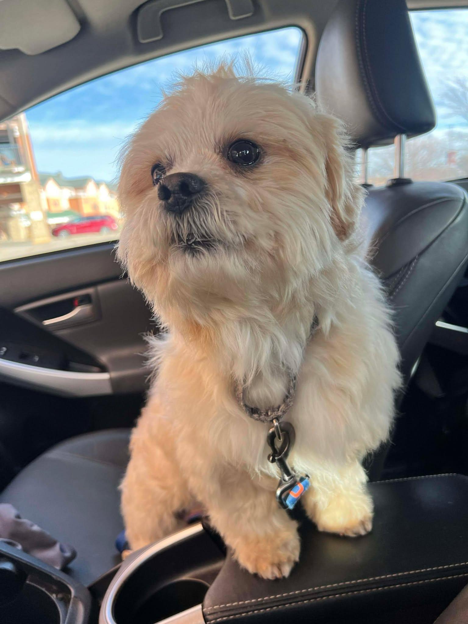 Enlarge Waffles, a ADOPTABLE Lhasa Apso in Whitewater, WI image 5/6