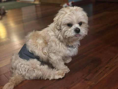 Waffles, ADOPTABLE, Adult Male Lhasa Apso.