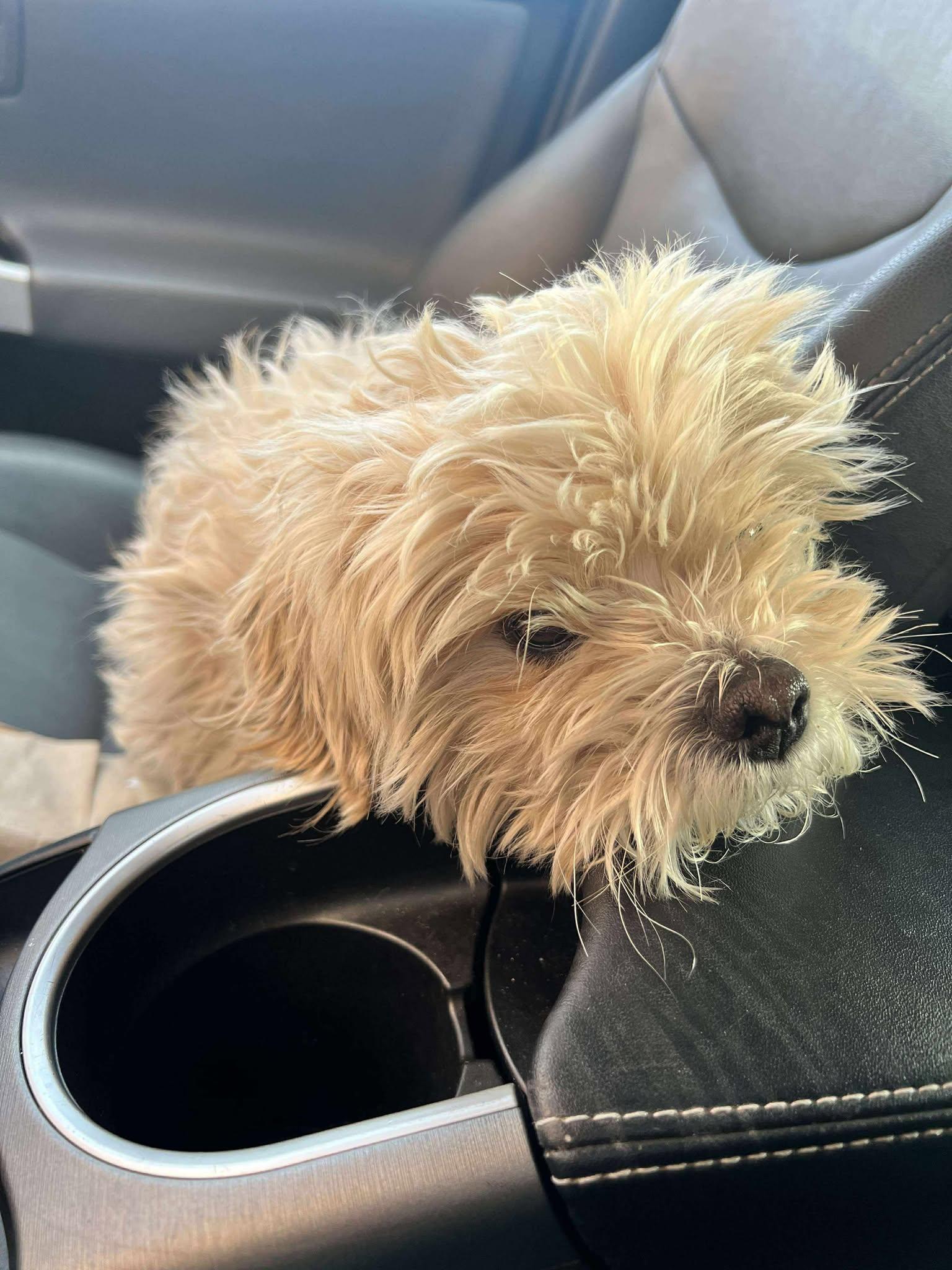 Enlarge Waffles, a ADOPTABLE Lhasa Apso in Whitewater, WI image 6/6