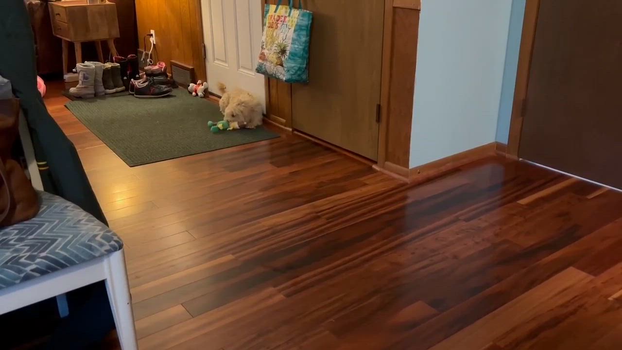 Enlarge Waffles, a ADOPTABLE Lhasa Apso in Whitewater, WI video 3/6