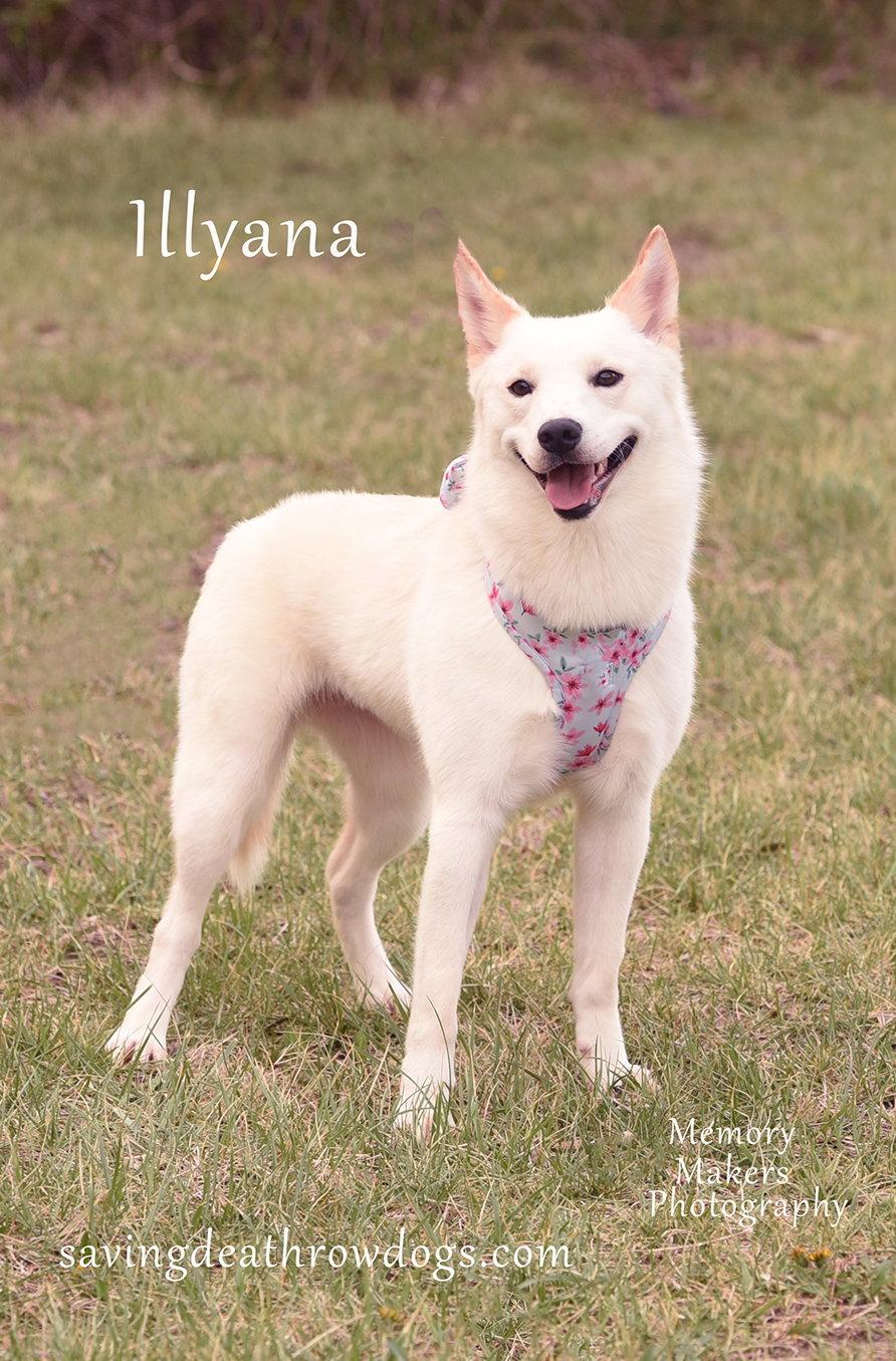 Illyana, Adoptable, Adult Female Husky & Australian Kelpie.
