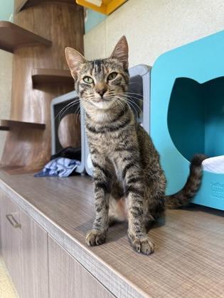 Enlarge Chrissy, a Adoptable mixed breed in Honolulu, HI image 1/3