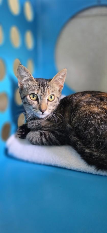 Enlarge Chrissy, a Adoptable mixed breed in Honolulu, HI image 2/3