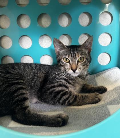 Enlarge Chrissy, a Adoptable mixed breed in Honolulu, HI image 3/3