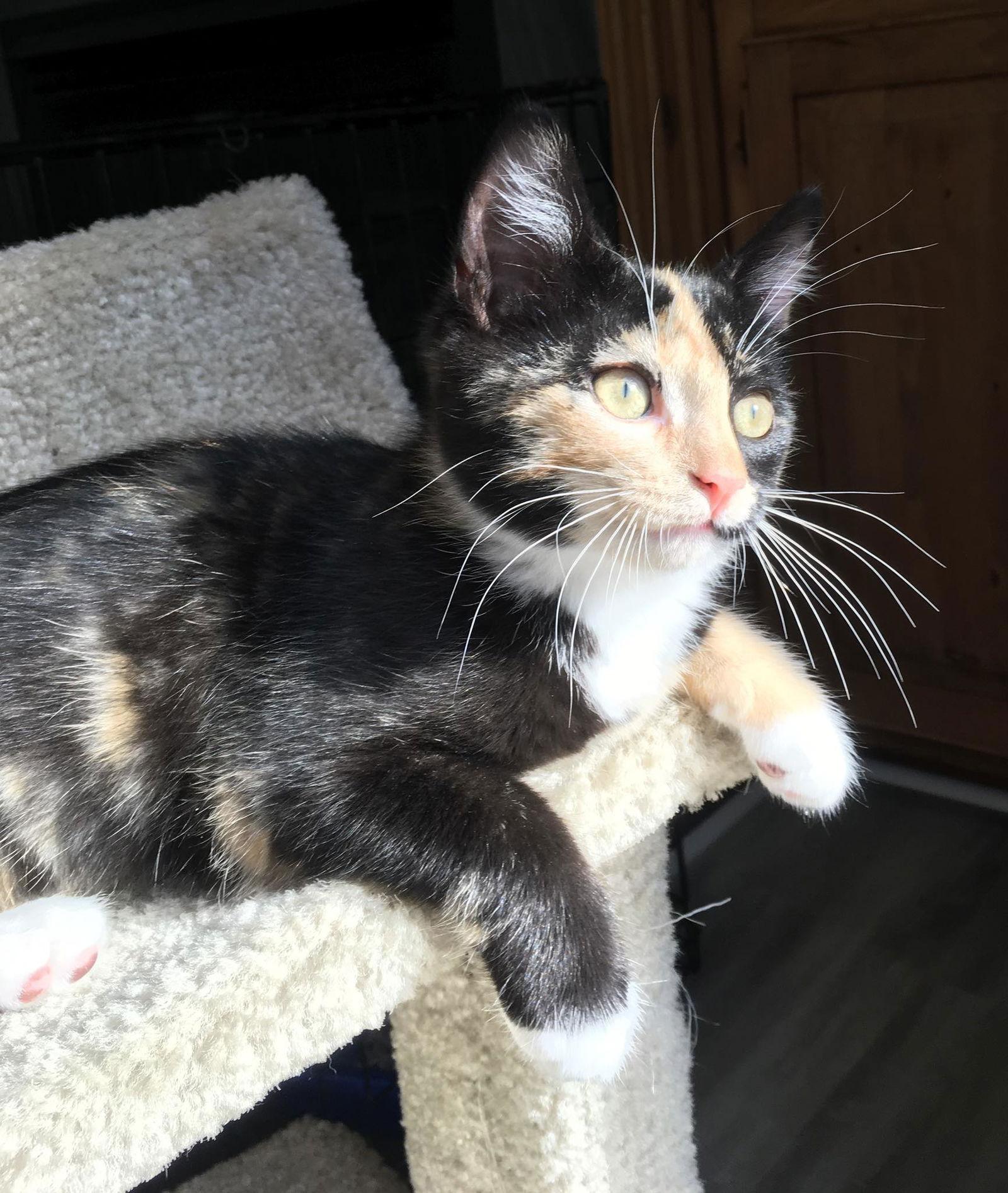 Marley, Adopted, Young Female Calico.