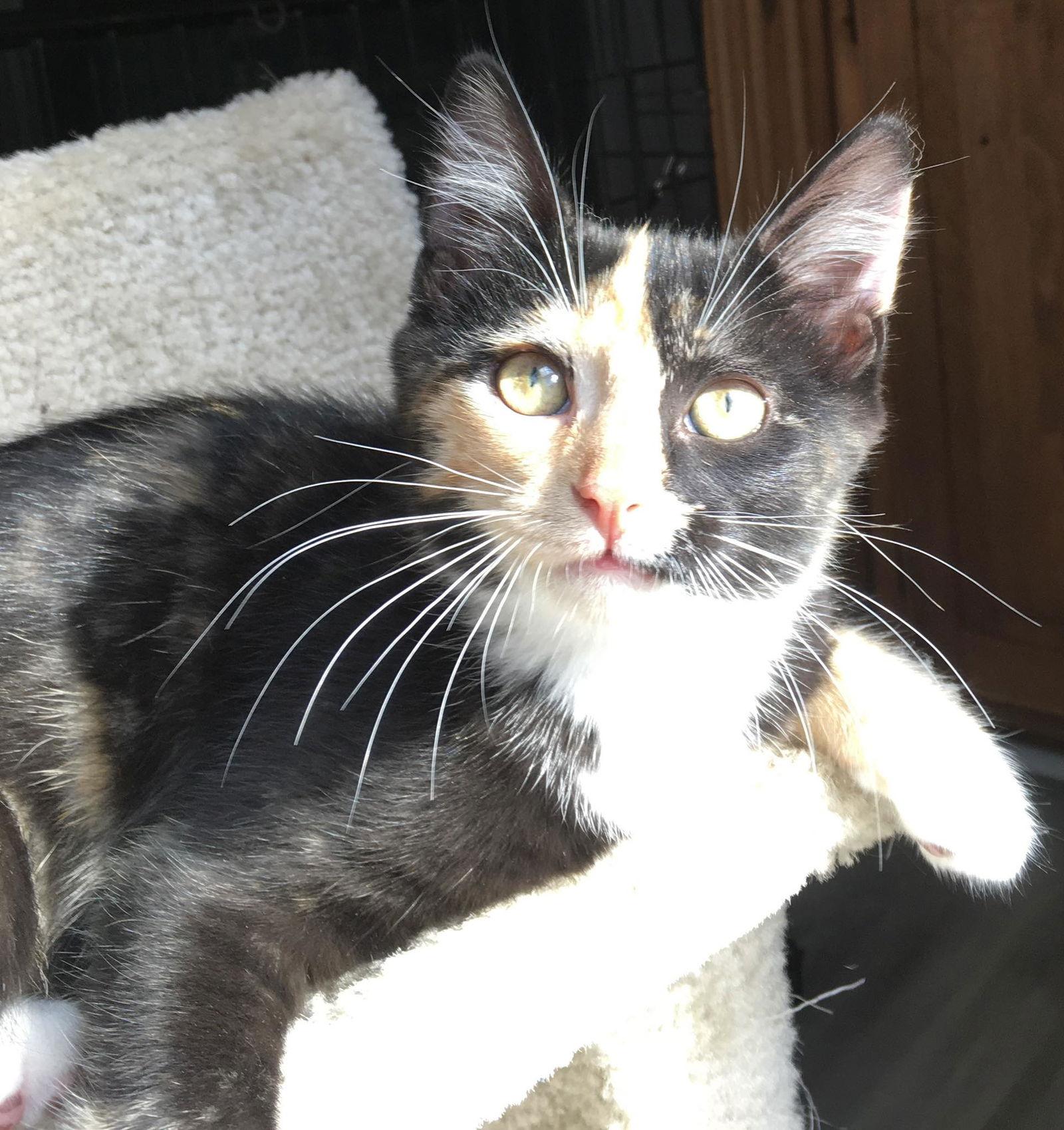 Enlarge Marley, a Adopted Calico in Orleans, ON image 2/3