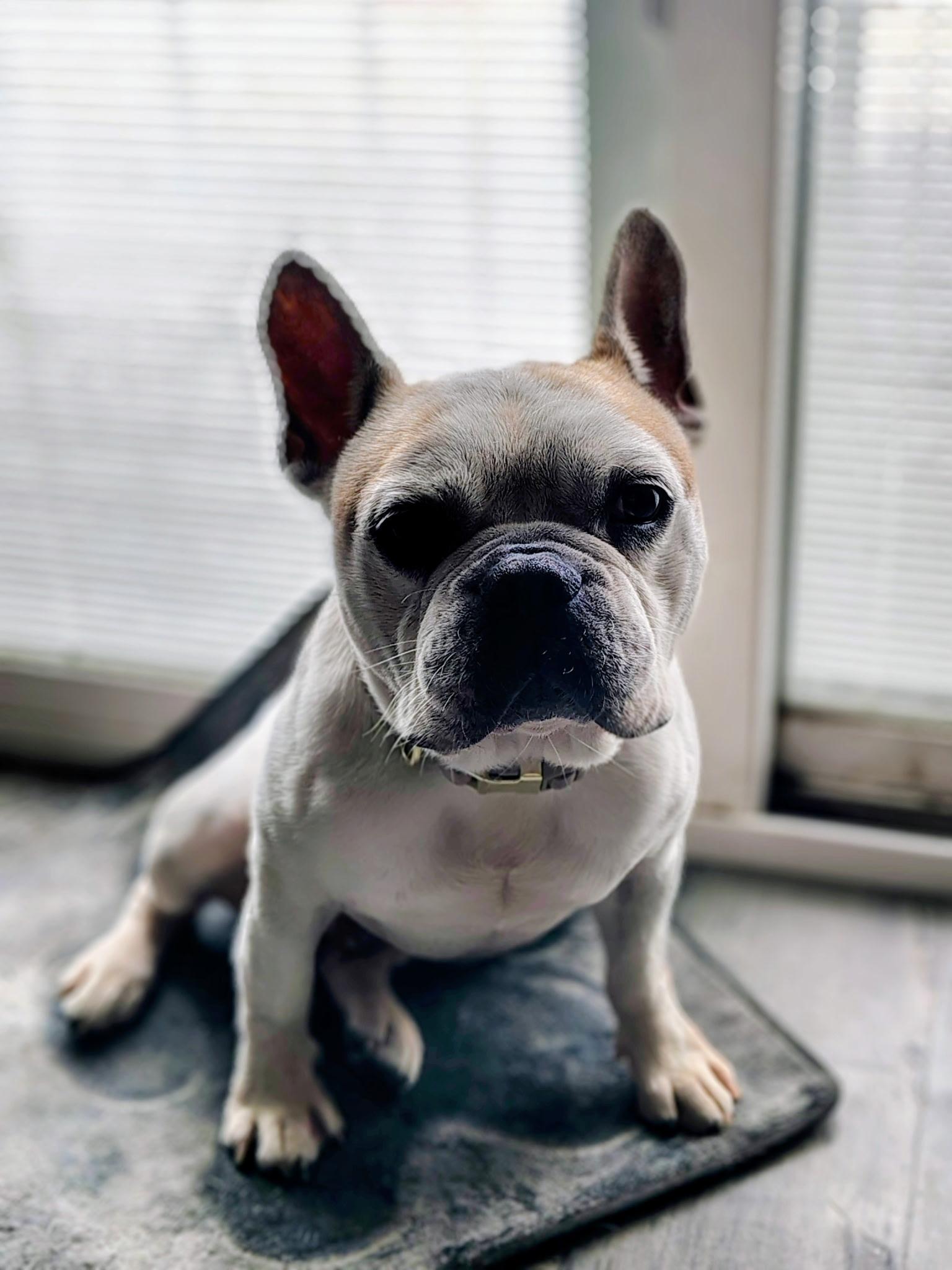 Decatur, a Adoptable French Bulldog in Mesa, AZ image 1/6