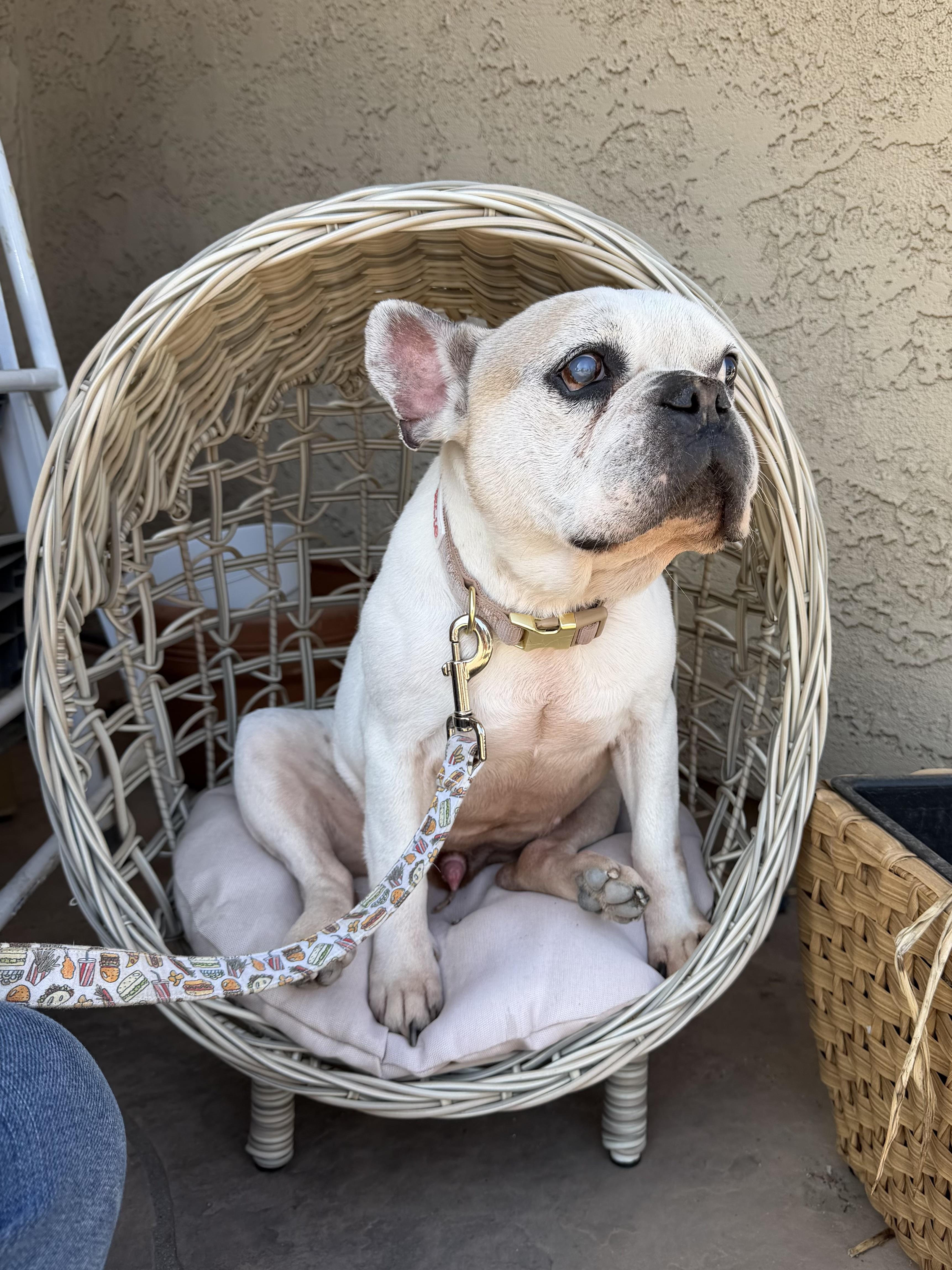 Enlarge Decatur, a Adoptable French Bulldog in Mesa, AZ image 1/6