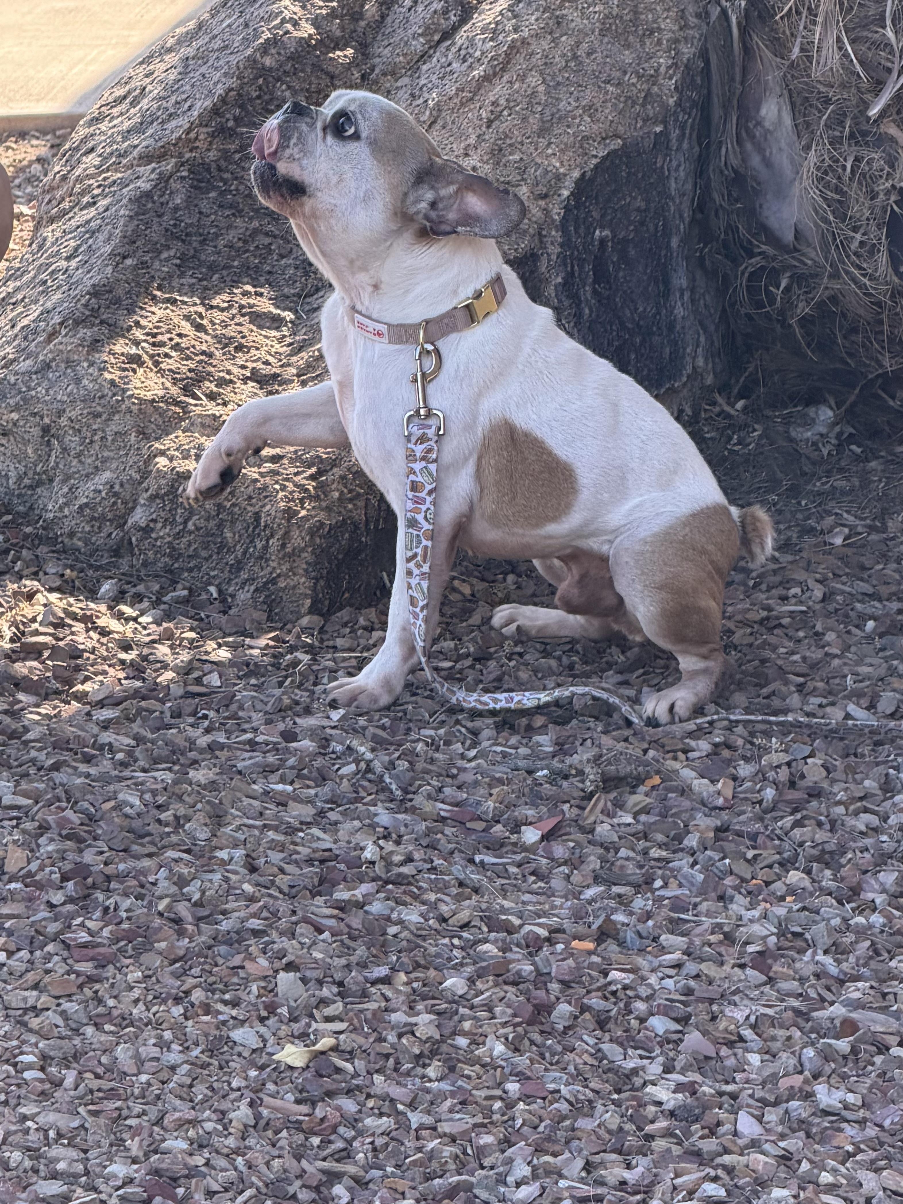 Enlarge Decatur, a Adoptable French Bulldog in Mesa, AZ image 2/6
