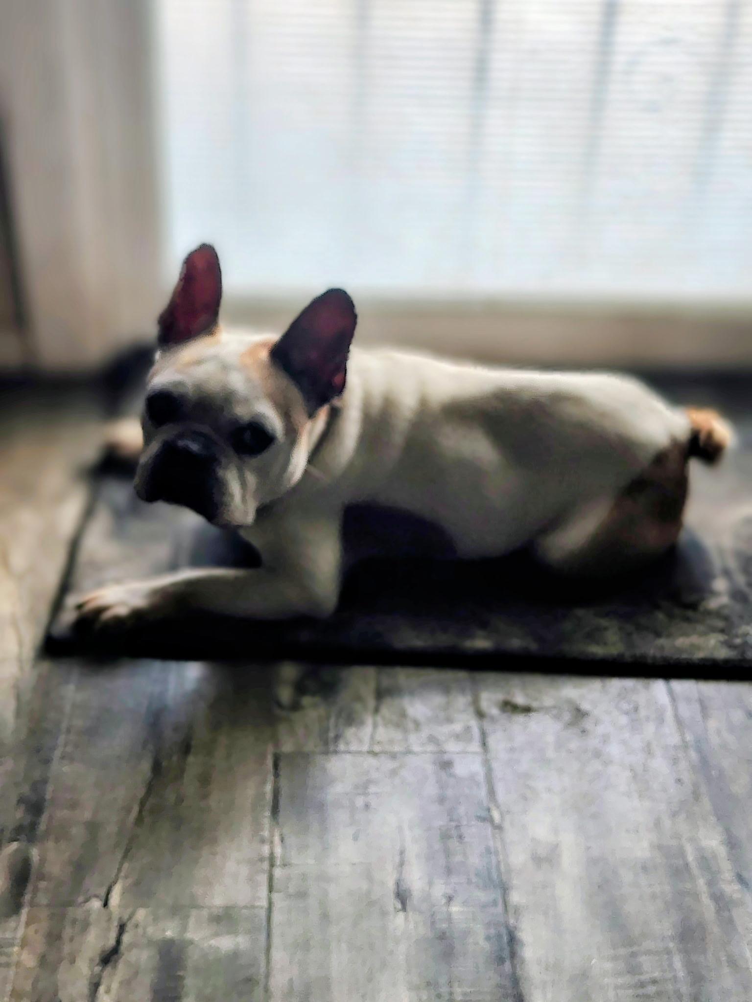 Enlarge Decatur, a Adoptable French Bulldog in Mesa, AZ image 2/6