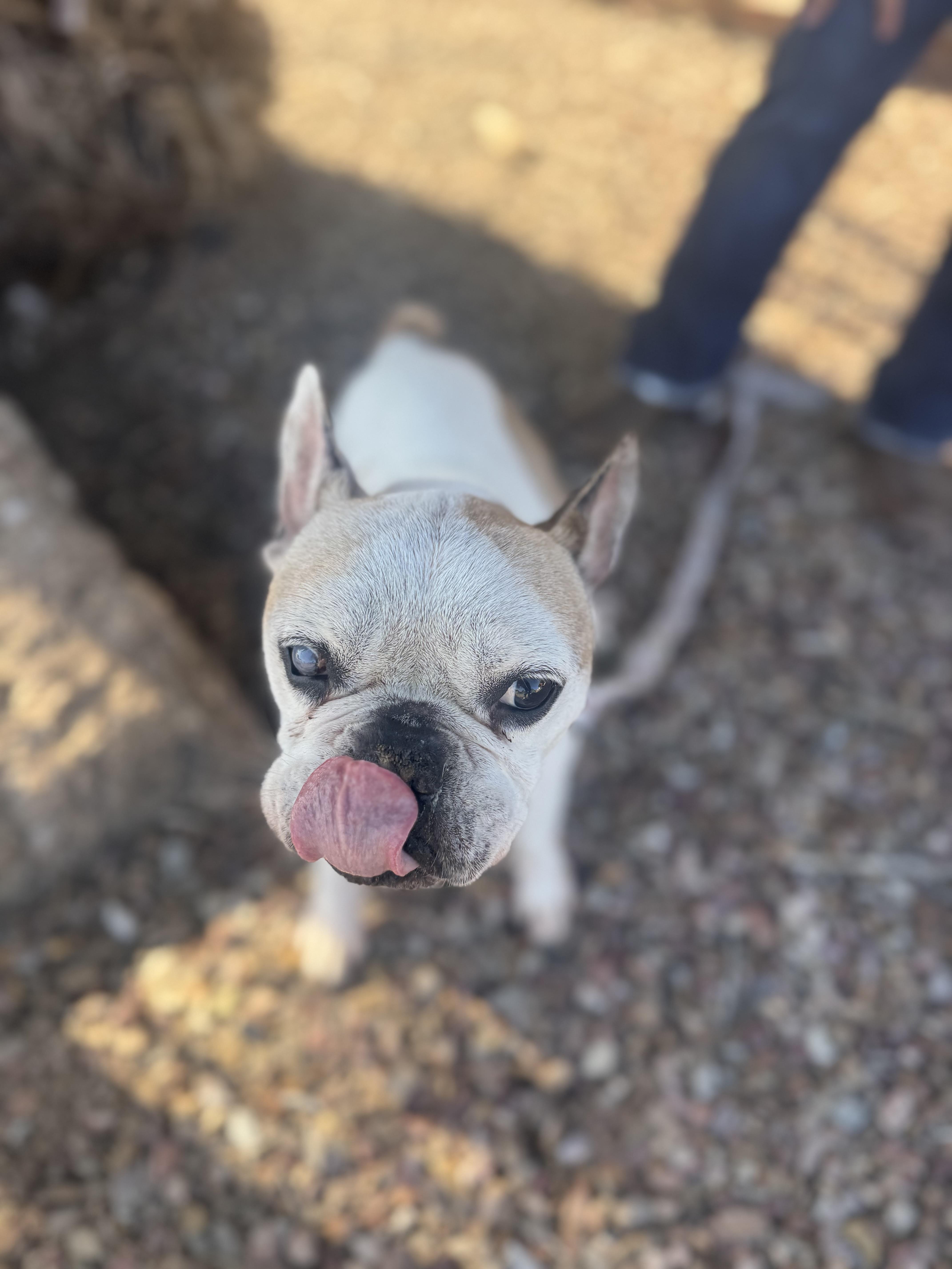 Enlarge Decatur, a Adoptable French Bulldog in Mesa, AZ image 3/6