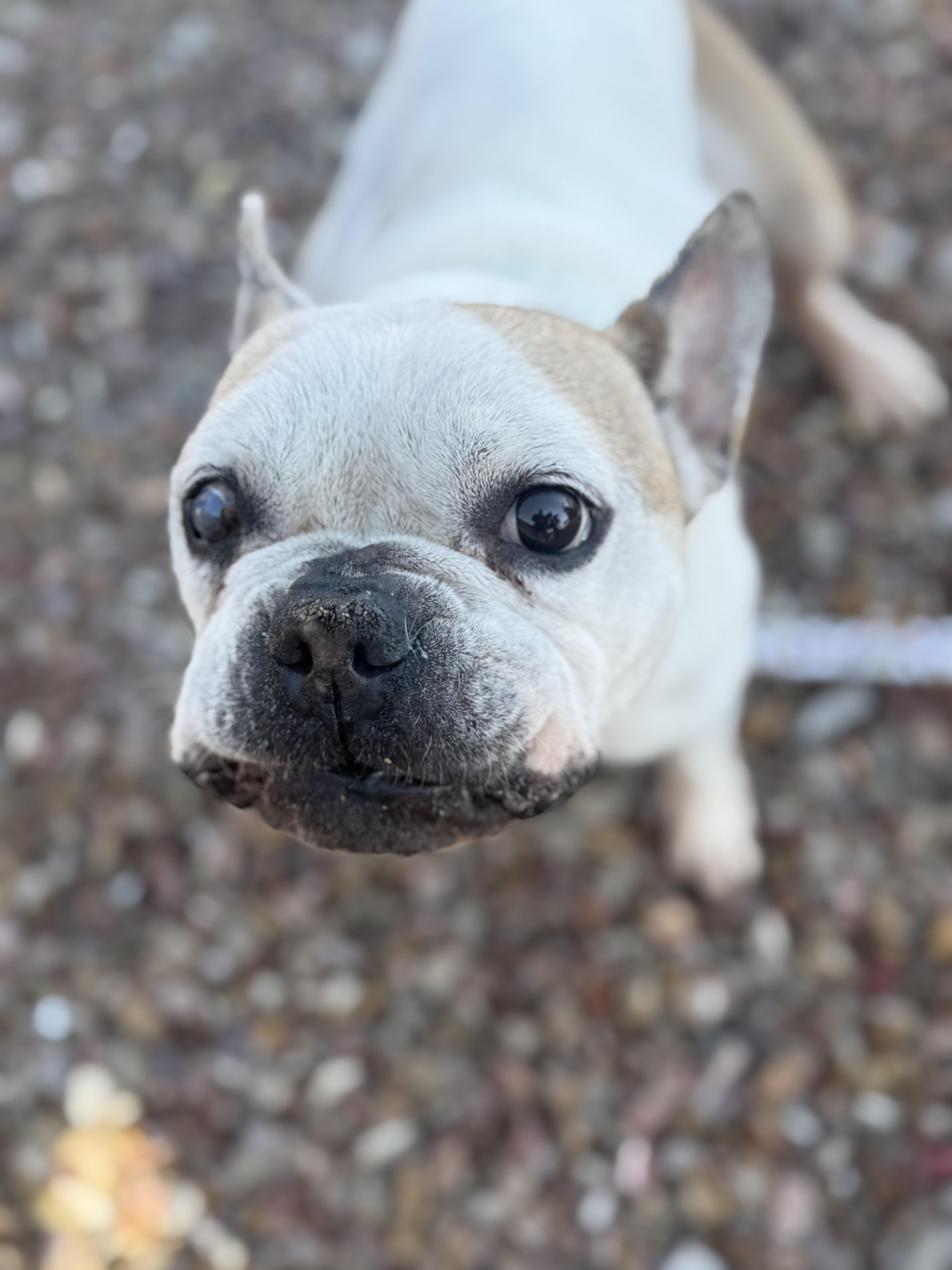 Enlarge Decatur, a Adoptable French Bulldog in Mesa, AZ image 4/6