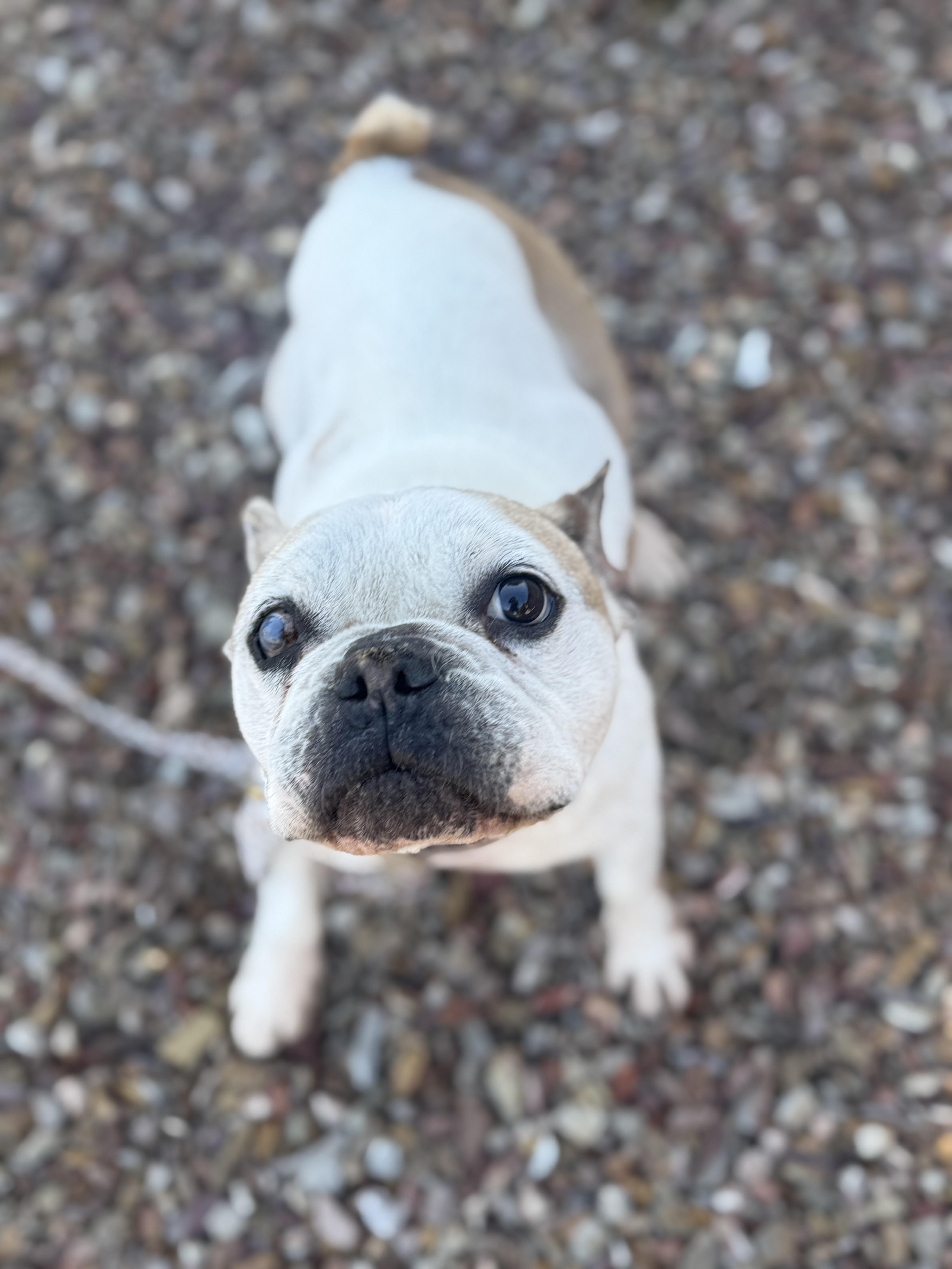Enlarge Decatur, a Adoptable French Bulldog in Mesa, AZ image 5/6