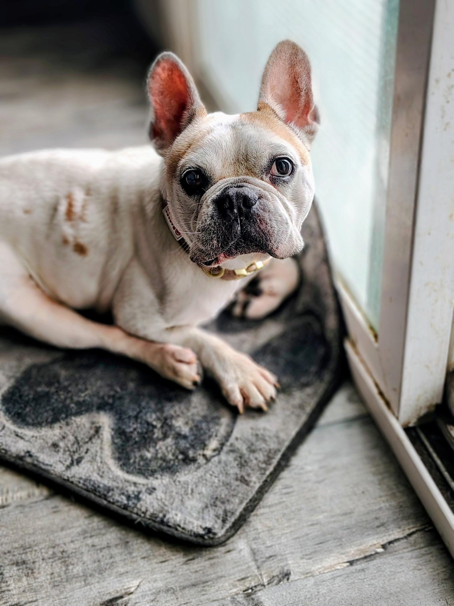 Decatur, a Adoptable French Bulldog in Mesa, AZ image 5/6