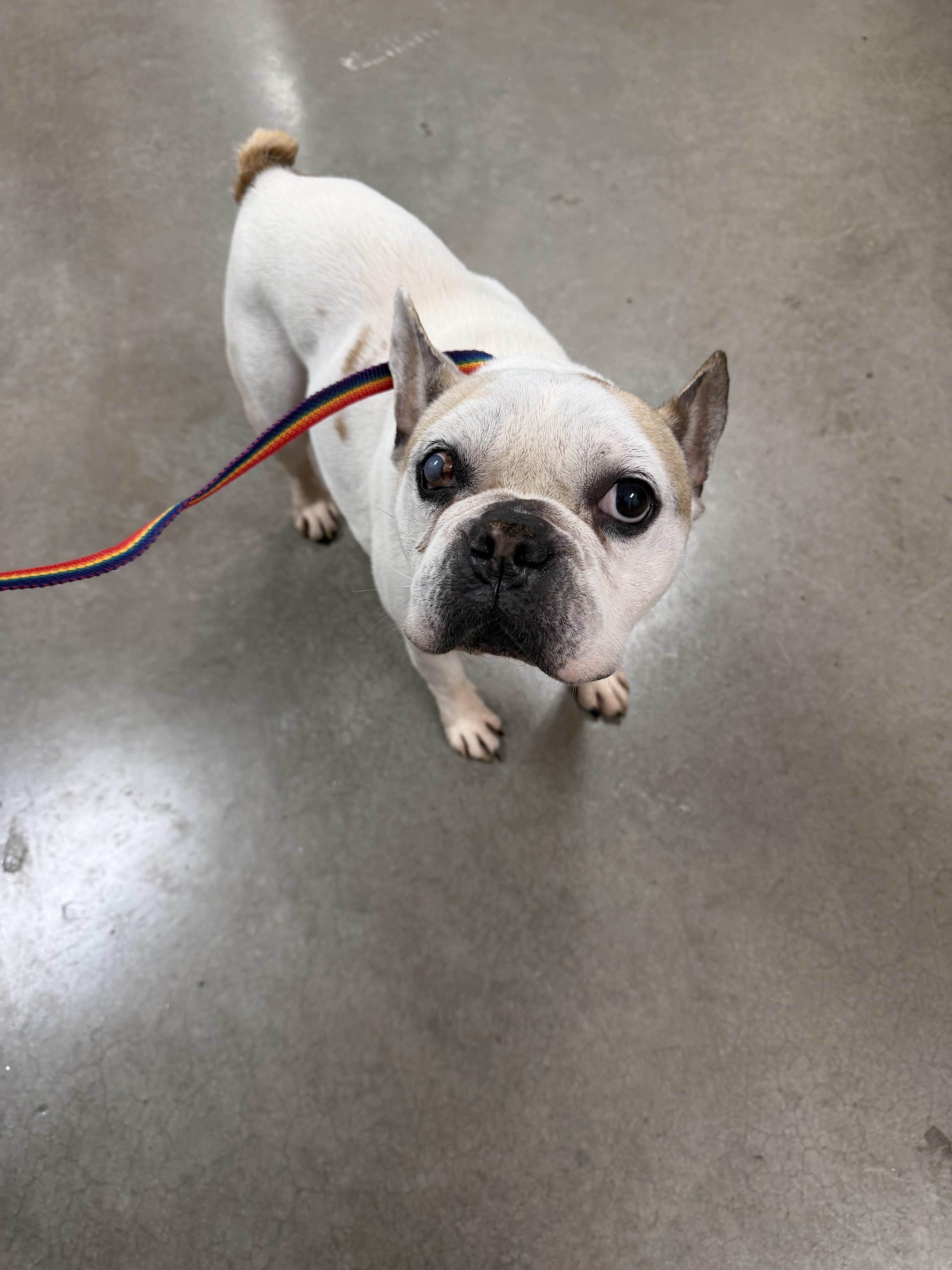 Enlarge Decatur, a Adoptable French Bulldog in Mesa, AZ image 6/6