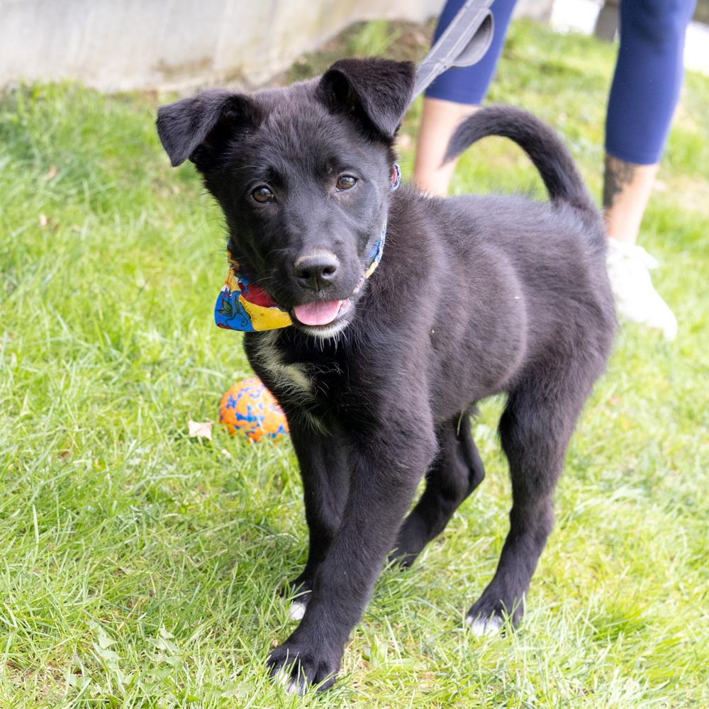 Enlarge Chives  (Male)   , a Adoptable mixed breed in West Grove, PA image 4/6
