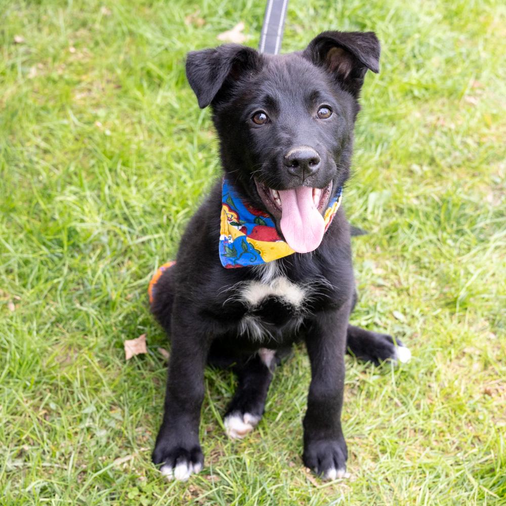 Chives  (Male)   , Adoptable, Puppy Male German Shepherd Dog & Border Collie.