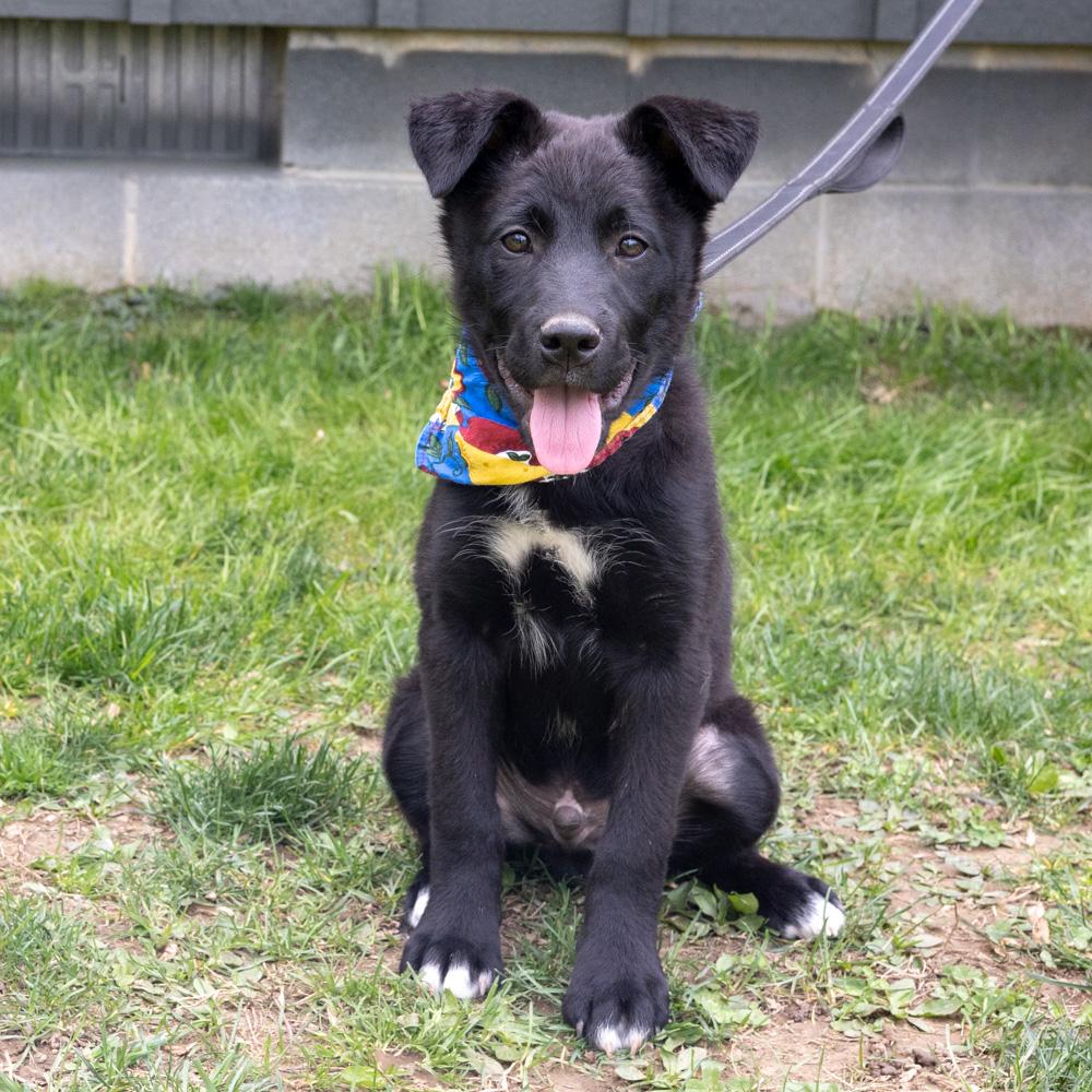 Enlarge Chives  (Male)   , a Adoptable mixed breed in West Grove, PA image 5/6