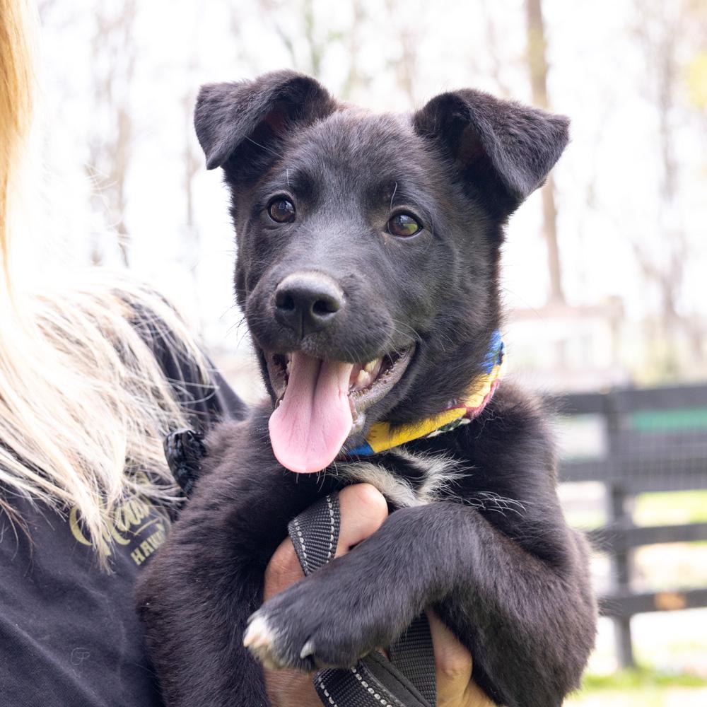 Enlarge Chives  (Male)   , a Adoptable mixed breed in West Grove, PA image 2/6