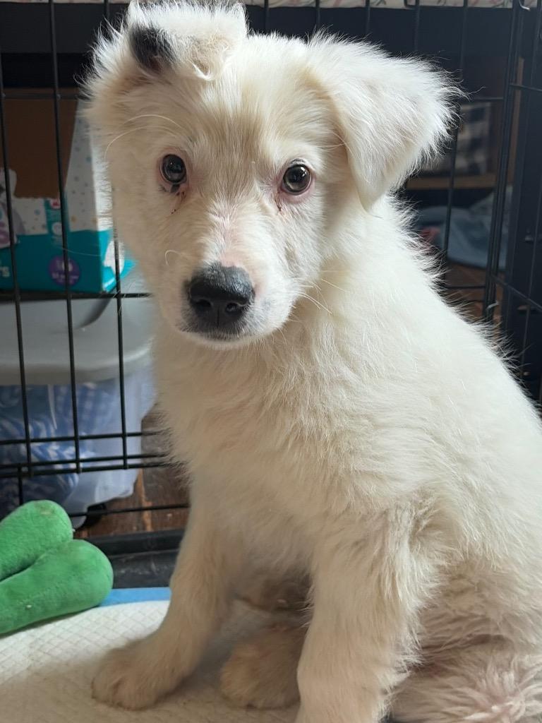 Mcmurdough Pup 5, Adoptable, Puppy Male Mixed Breed.